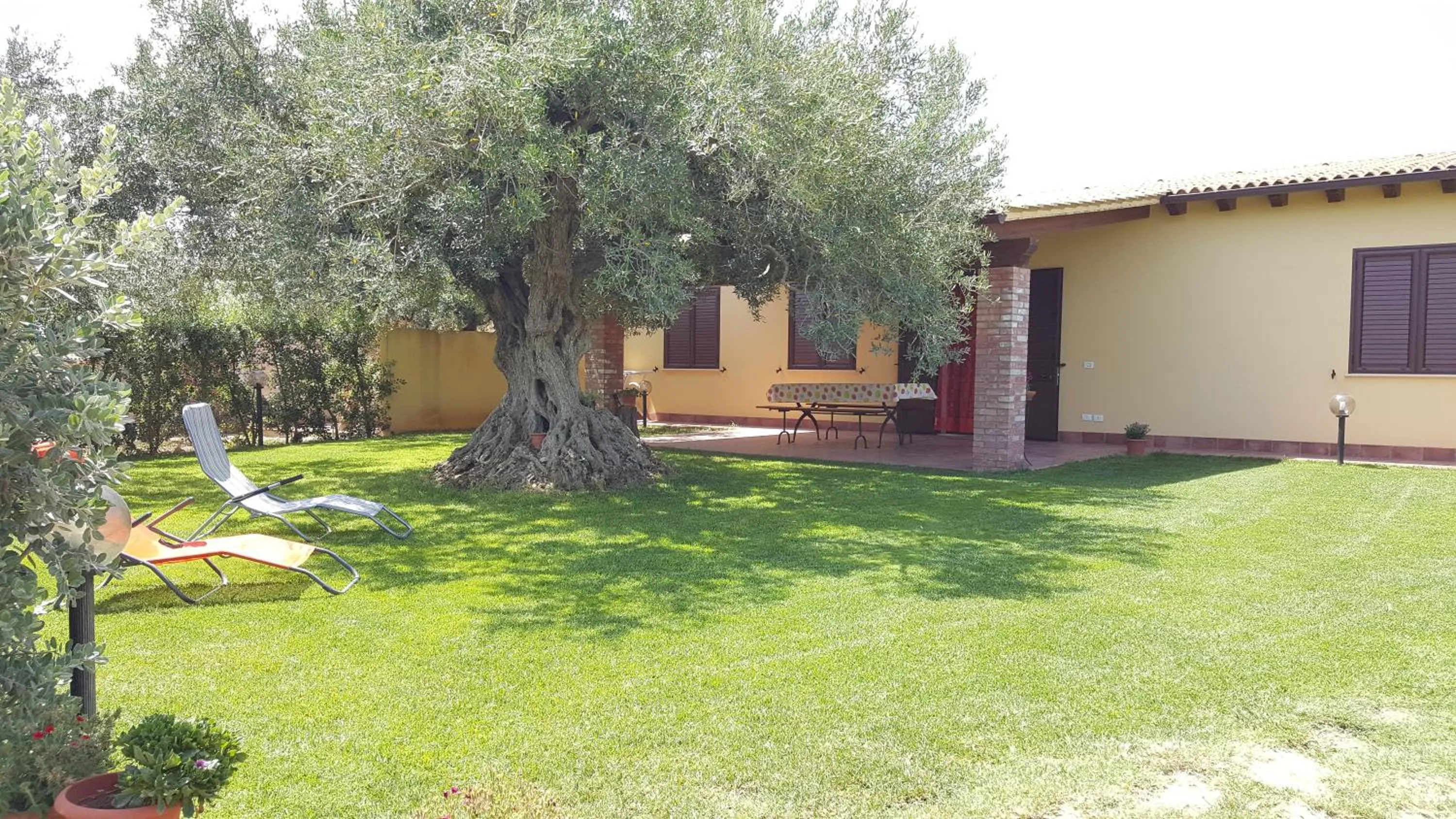 Garden in House surrounded by olive trees