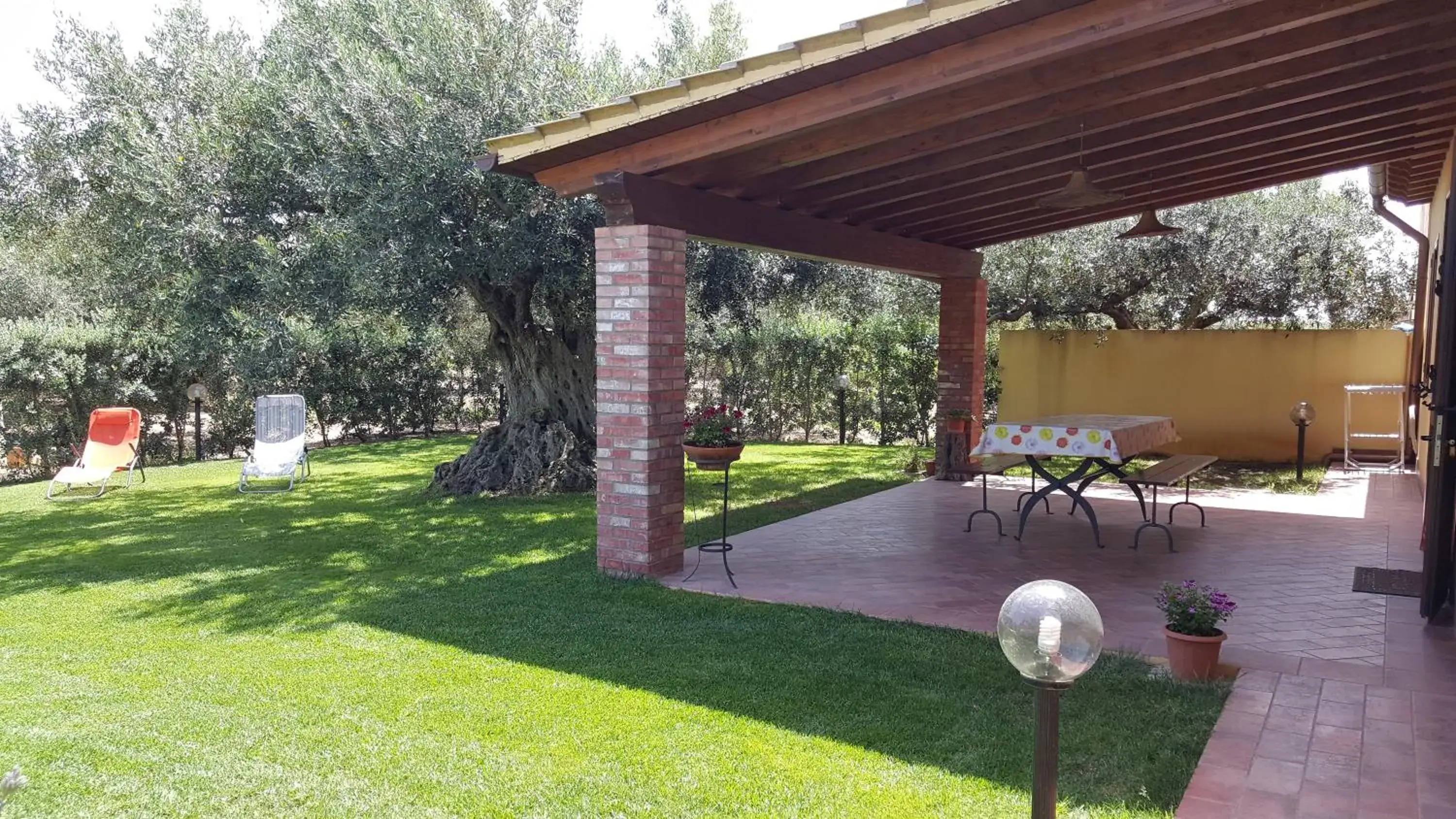 House surrounded by olive trees