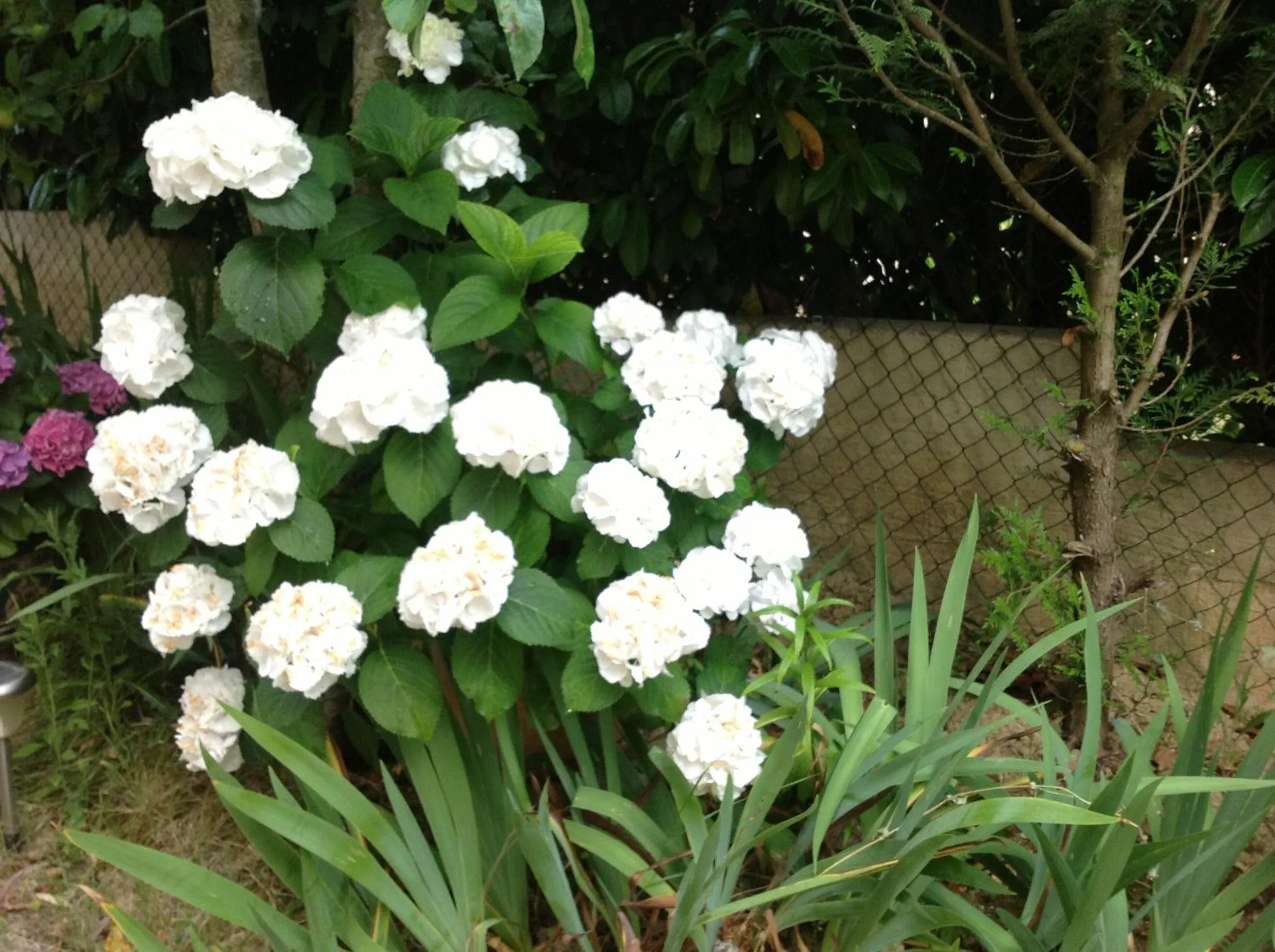 Garden in Bed & Breakfast Le Beauséjour