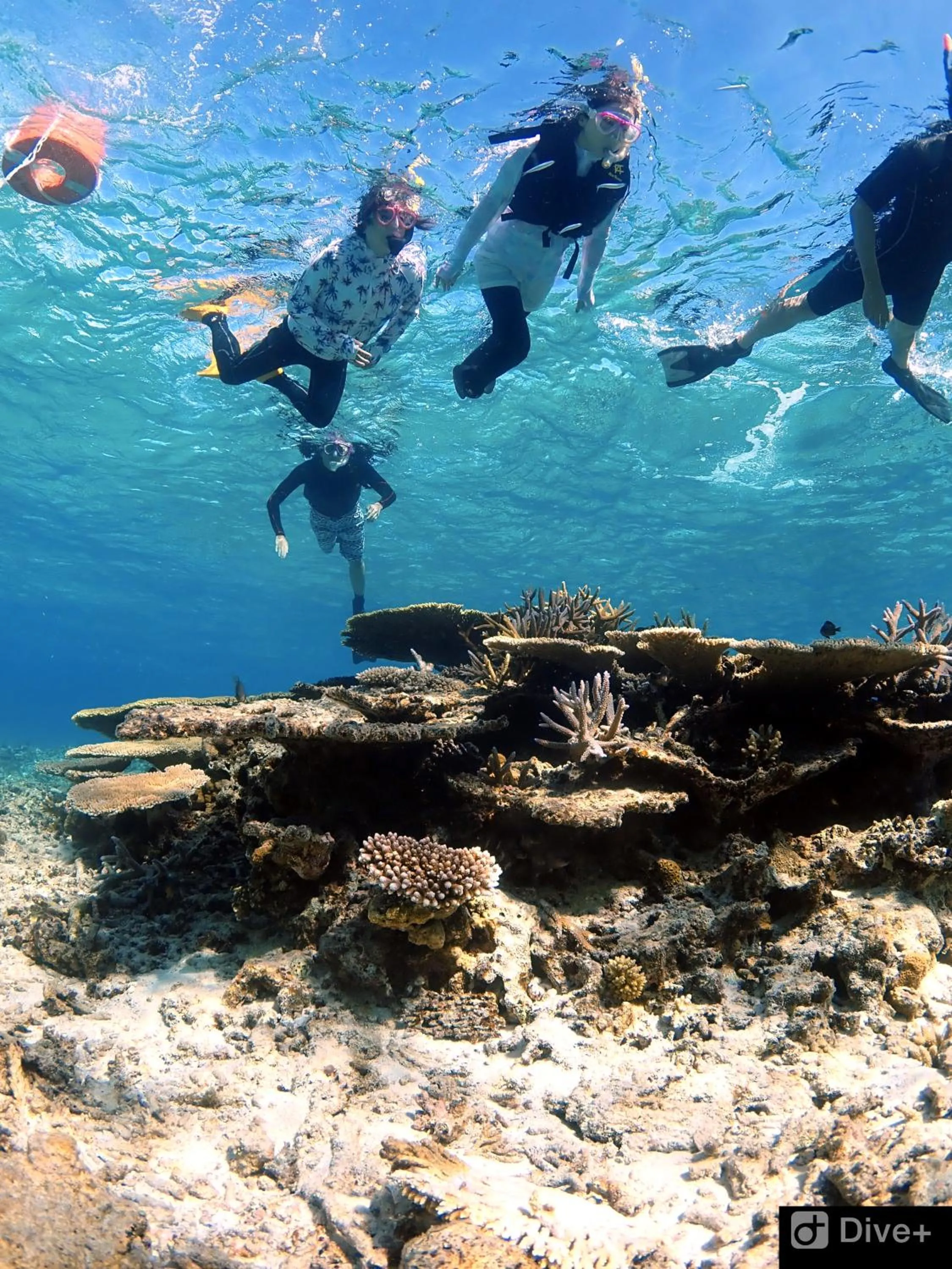 Snorkeling in Guesthouse Koa