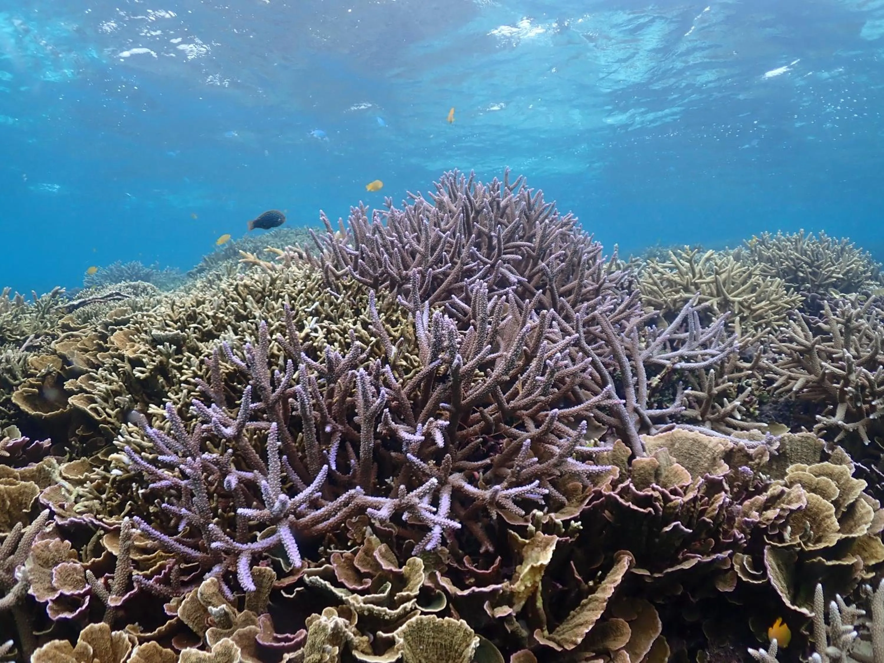 Activities in Guesthouse Koa