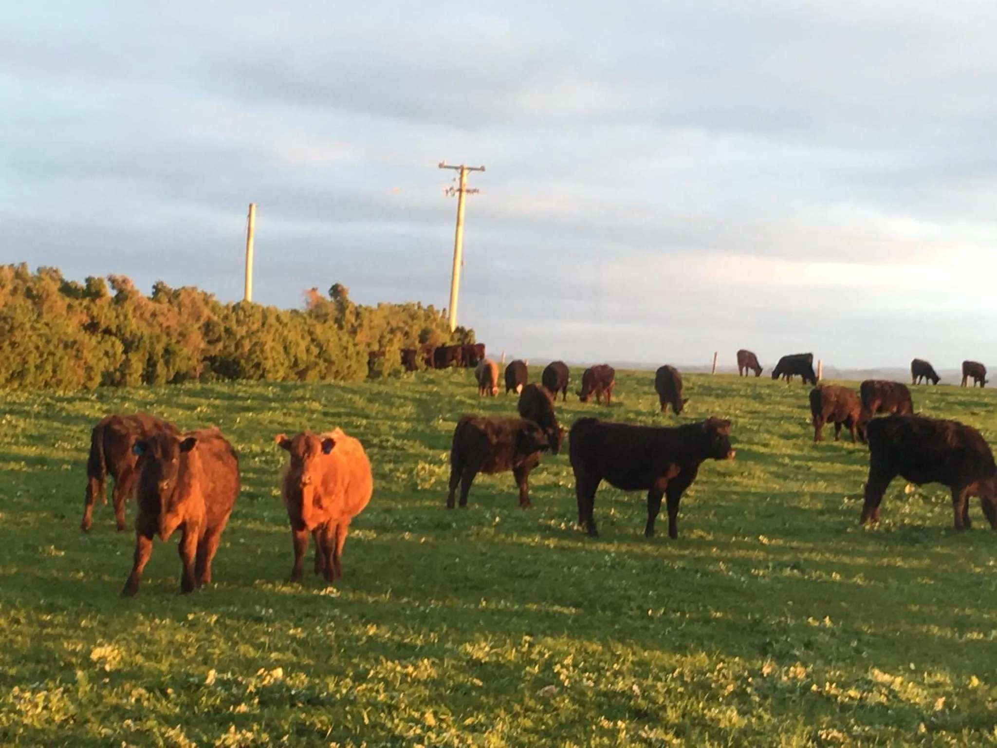 Animals in Cable Station Accommodation