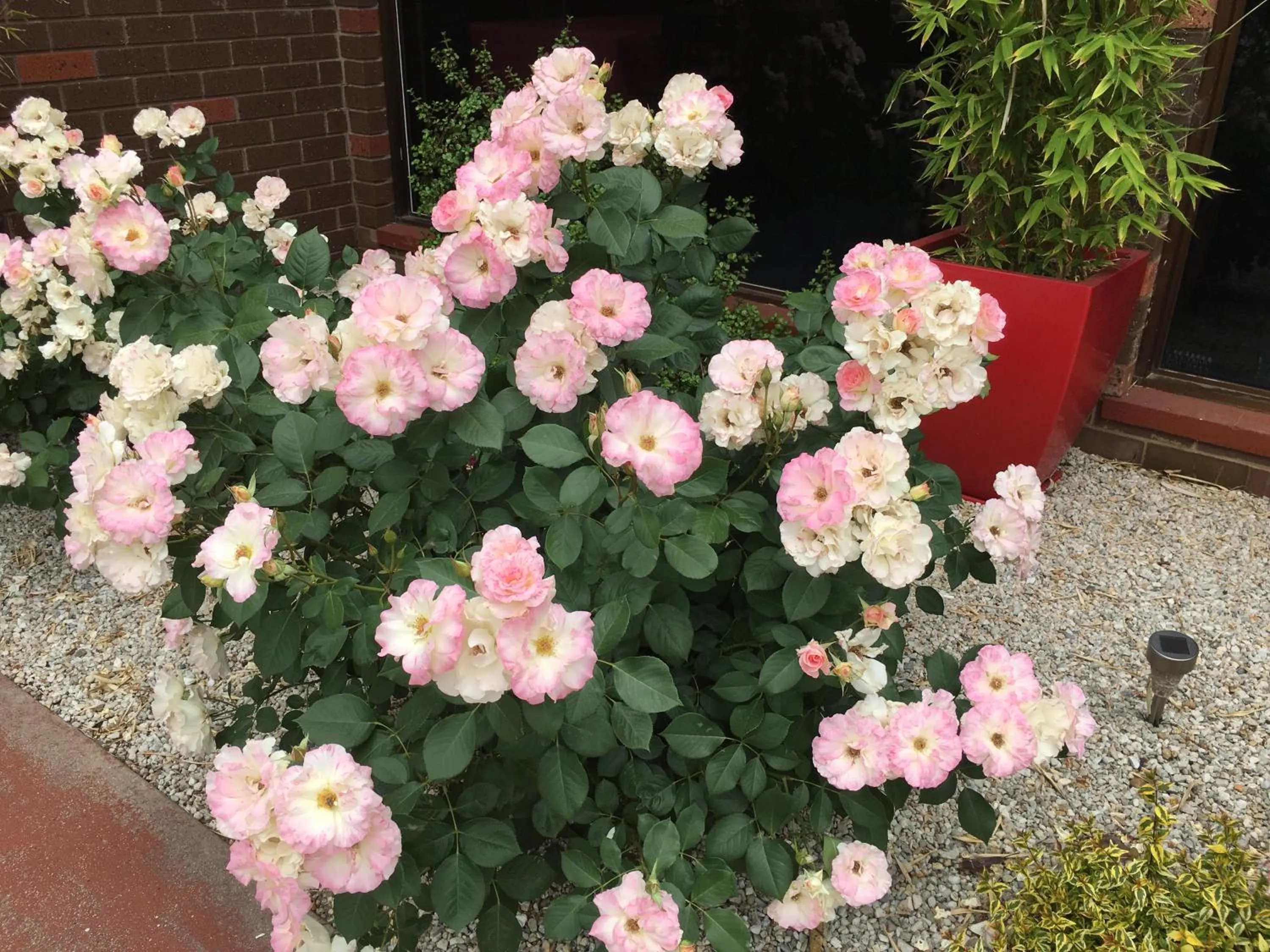 Garden in Statesman Motor Inn