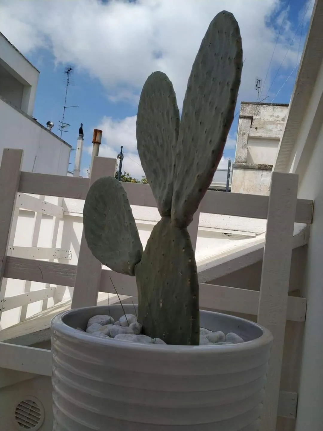 Balcony/Terrace in Casa Giannina B&B