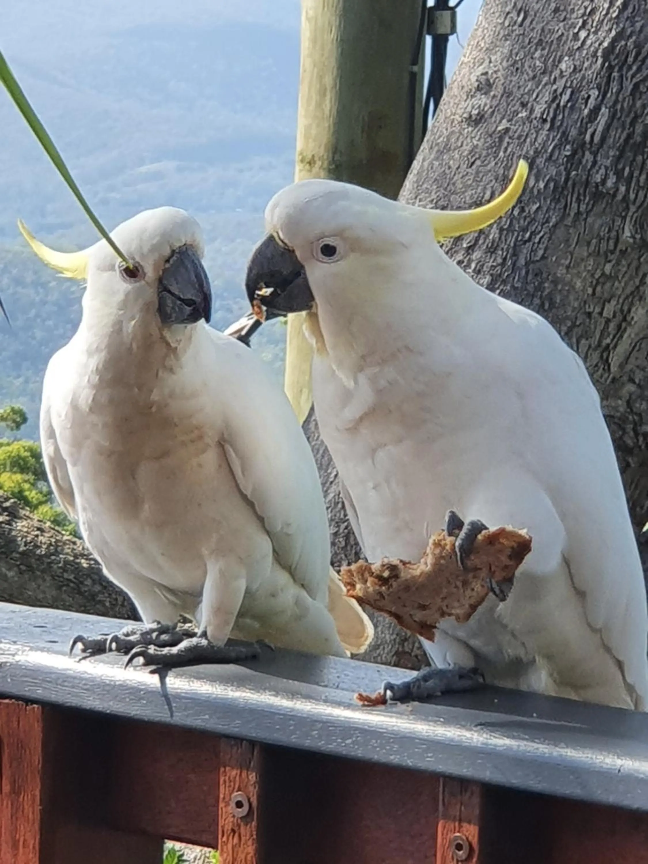 Tamborine Mountain Bed and Breakfast