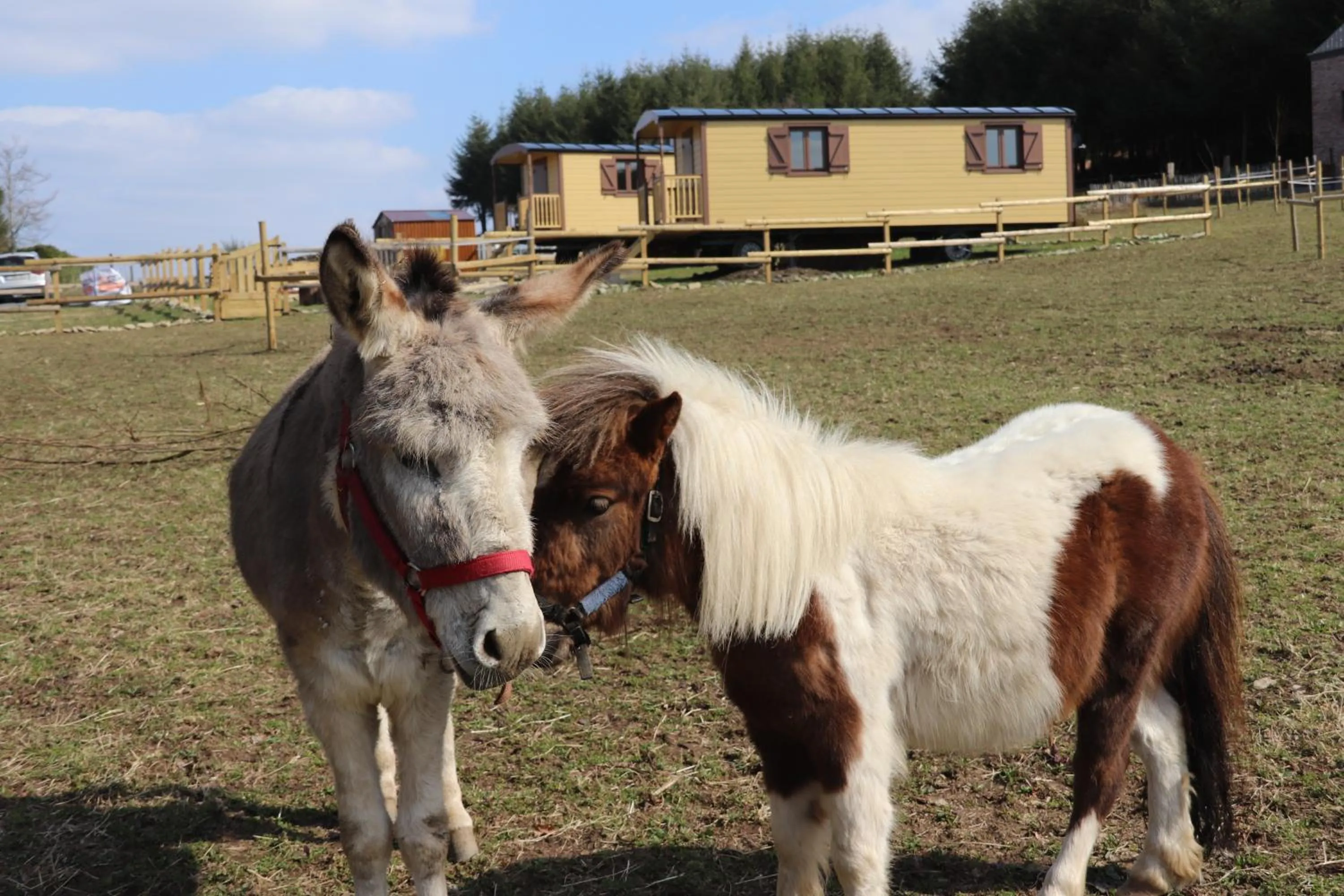 Animals in L' Instant Ch' Oizy