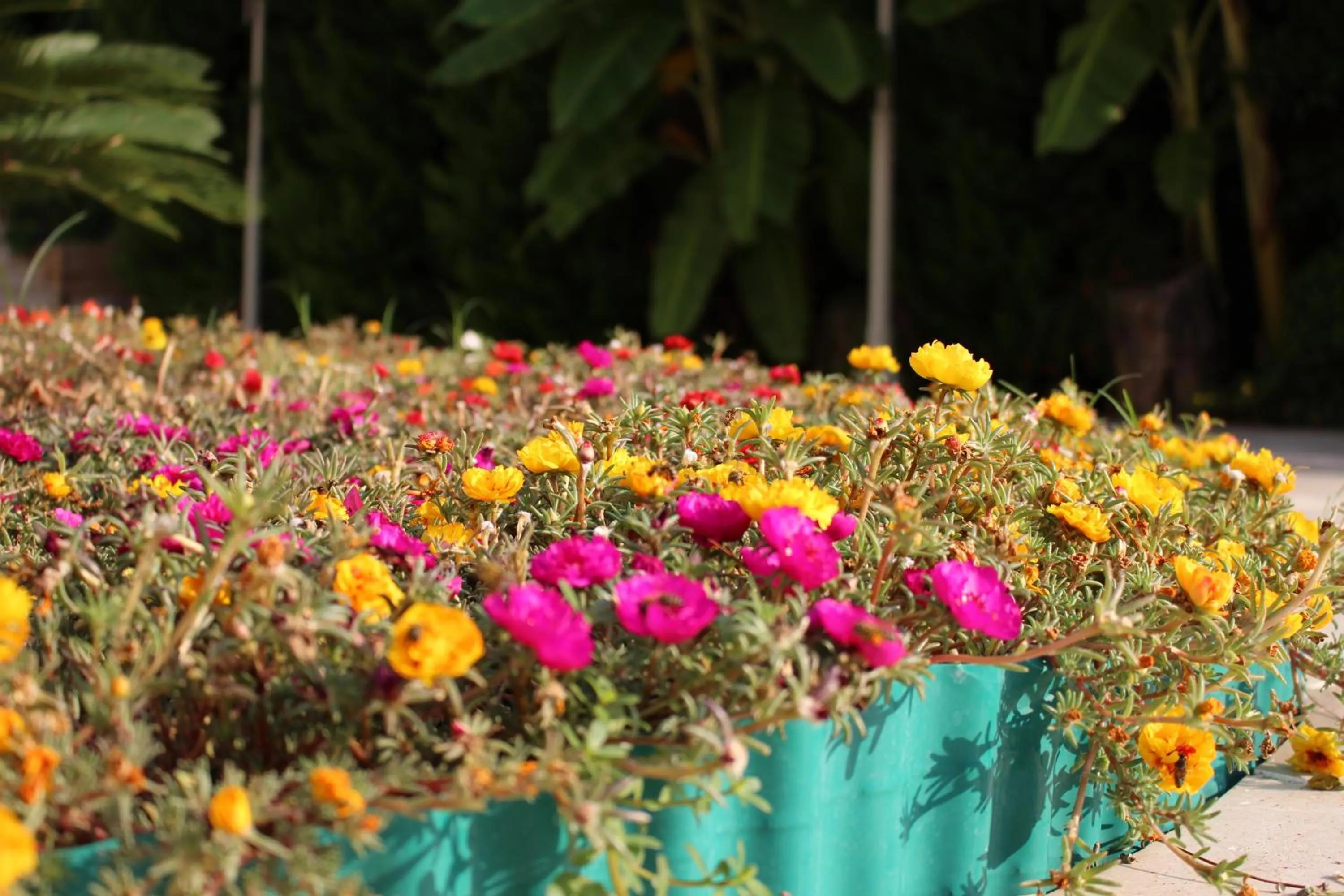 Garden in Petunya Konak Boutique Hotel