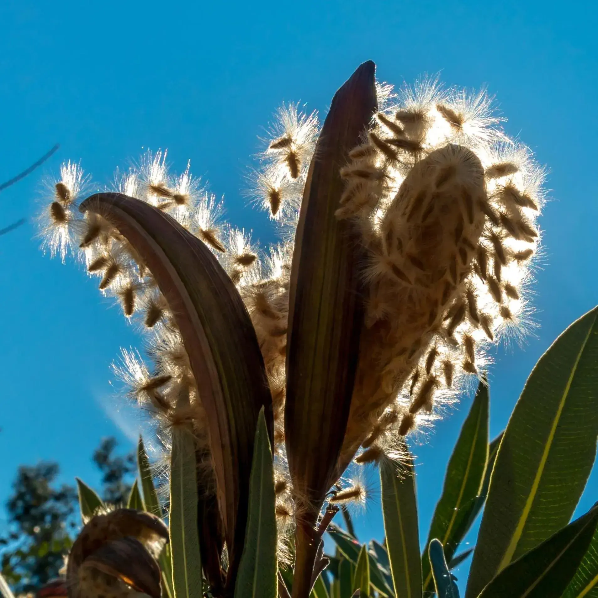 Garden view in Petunya Konak Boutique Hotel Garden view in Petunya Konak Boutique Hotel