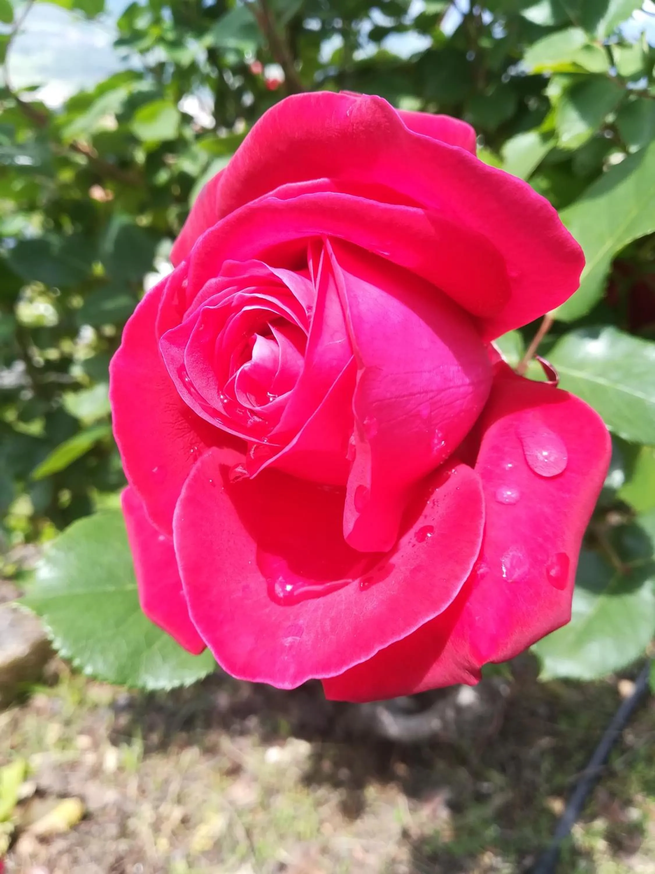 Spring in DOLCE DORMIRE