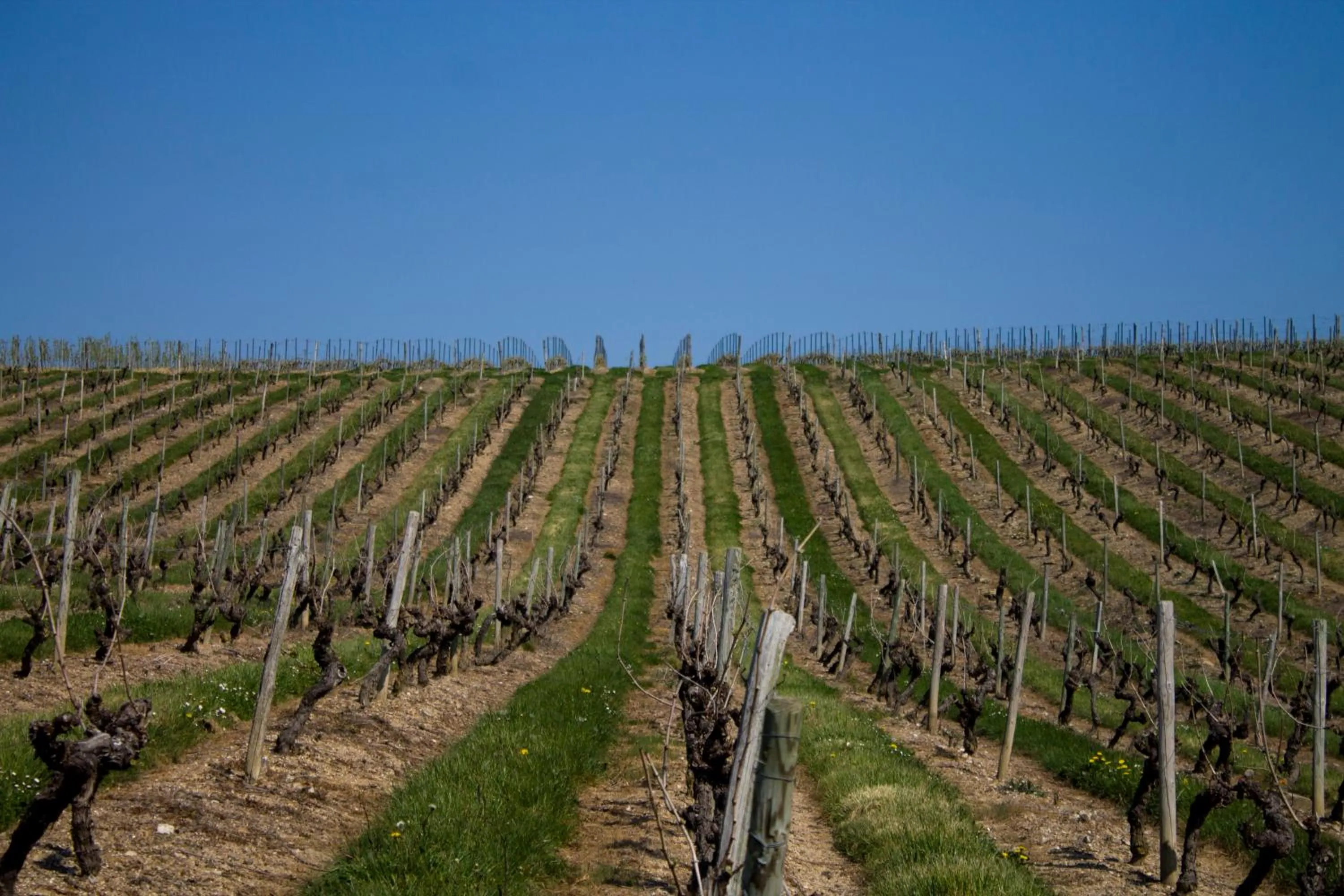 Garden view in Vignoble Château Piéguë - winery
