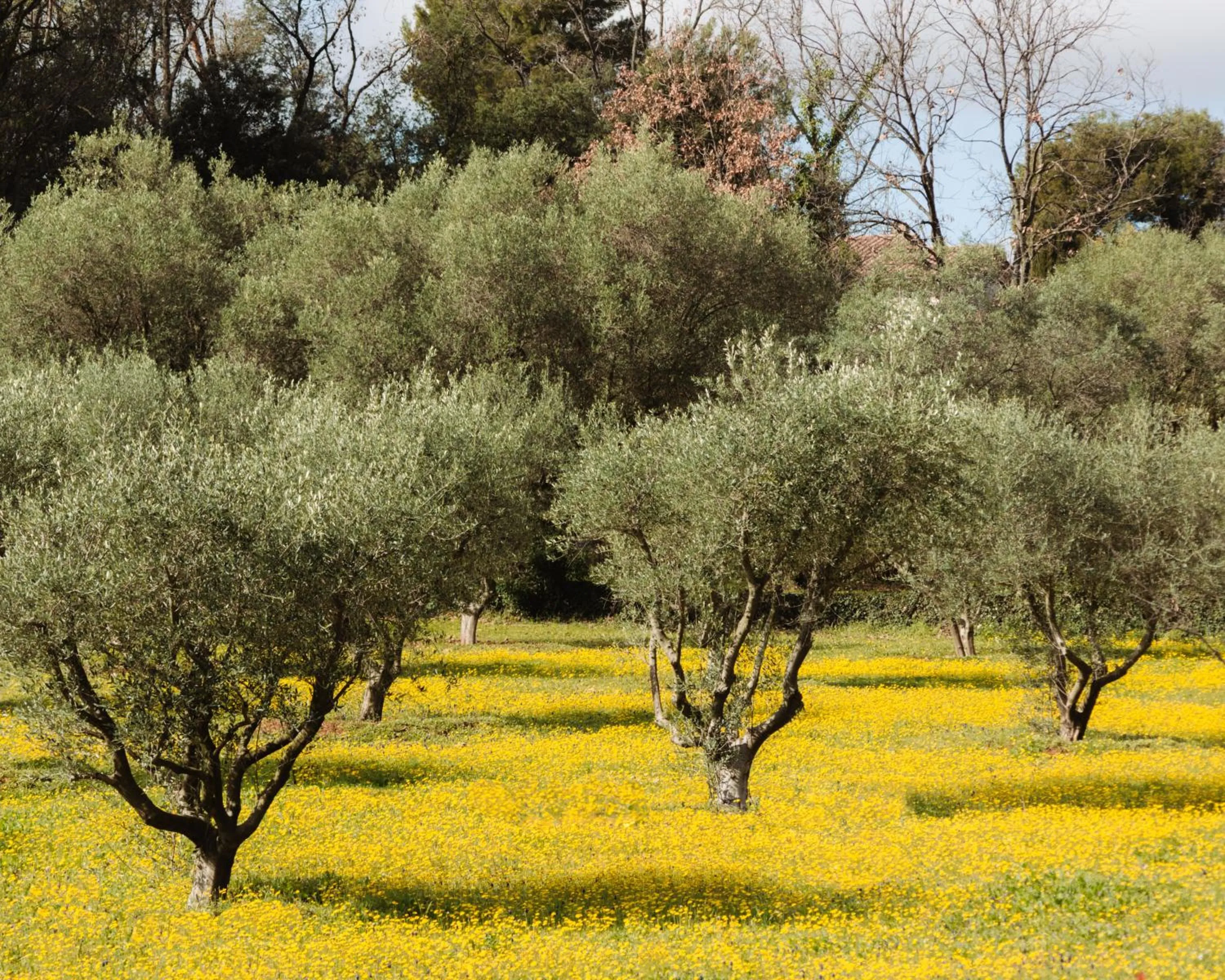 Natural landscape in Hotel Les Messugues