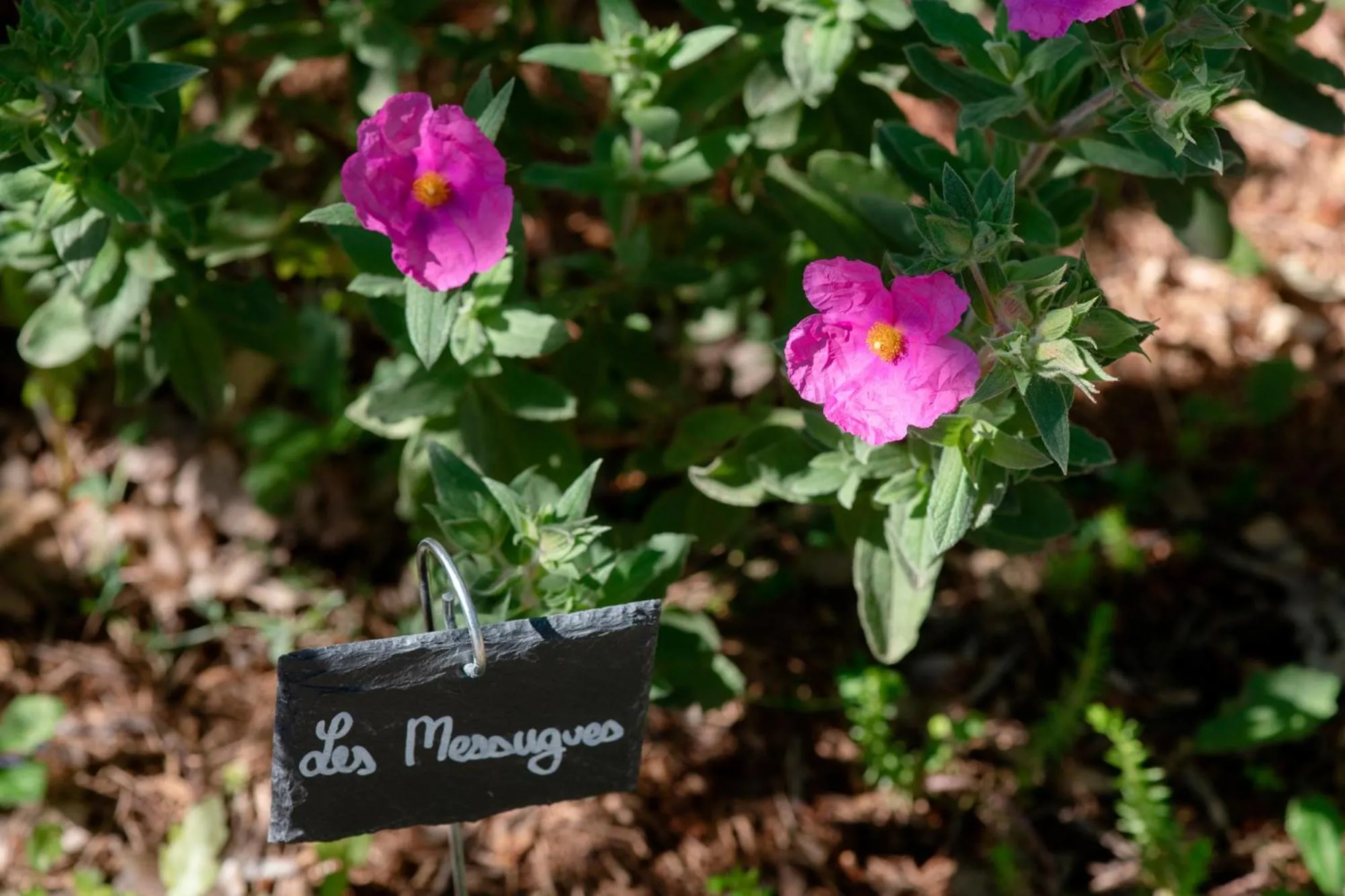 Garden view in Hotel Les Messugues