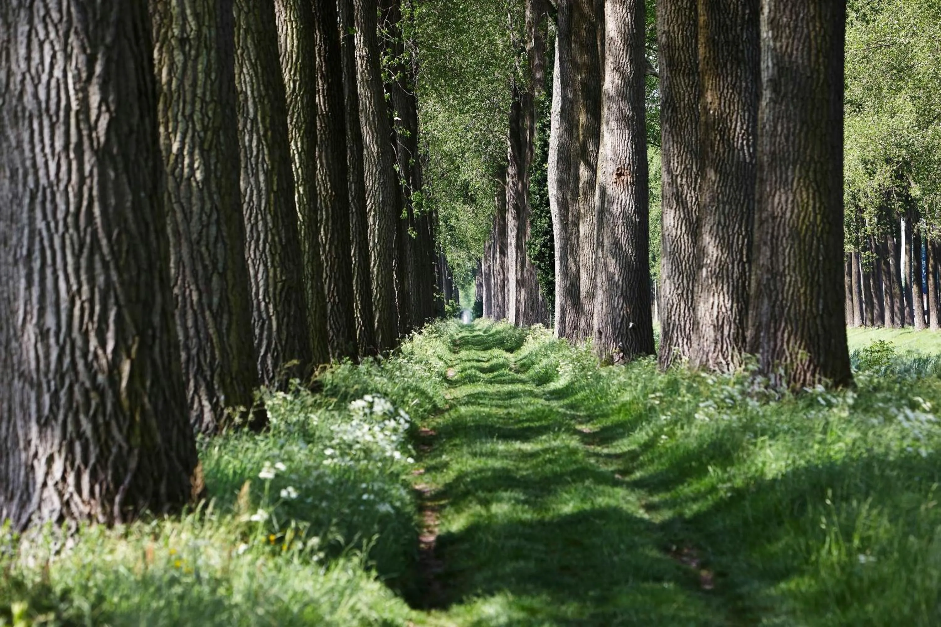 Natural landscape in De Zonnebrug Dijkhoeve