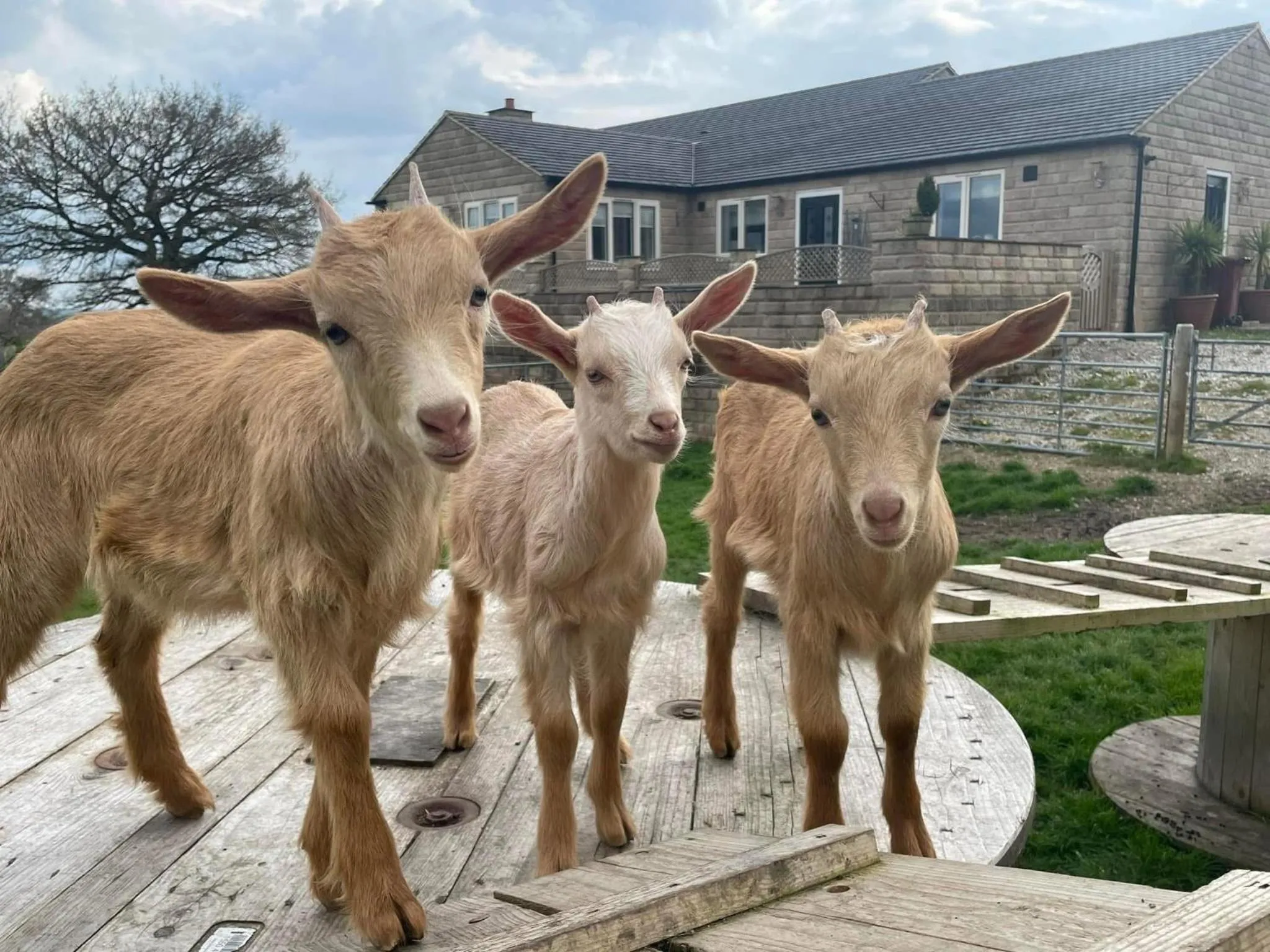 Crich Lane Farm