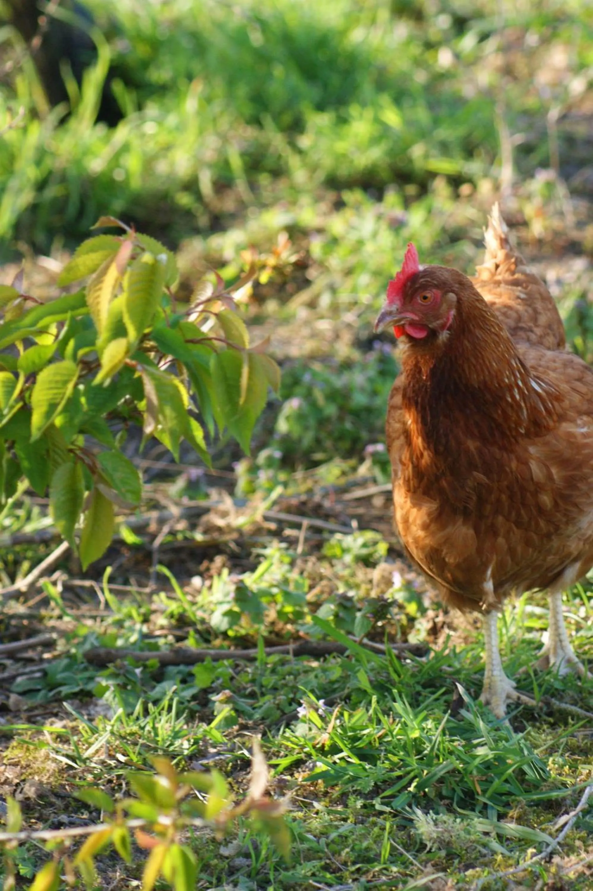 Activities in LA FERME D'AIGUROLLES