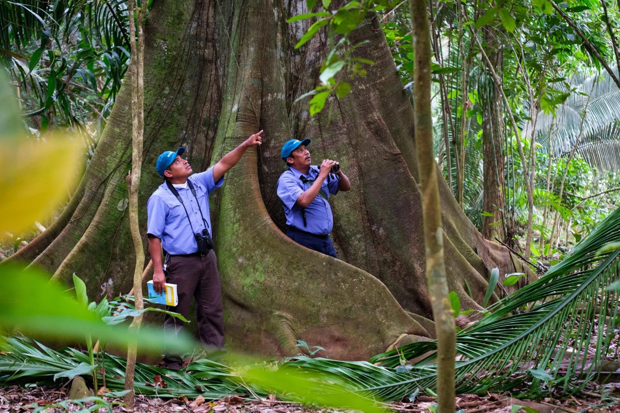 Activities in Bocawina Rainforest Resort