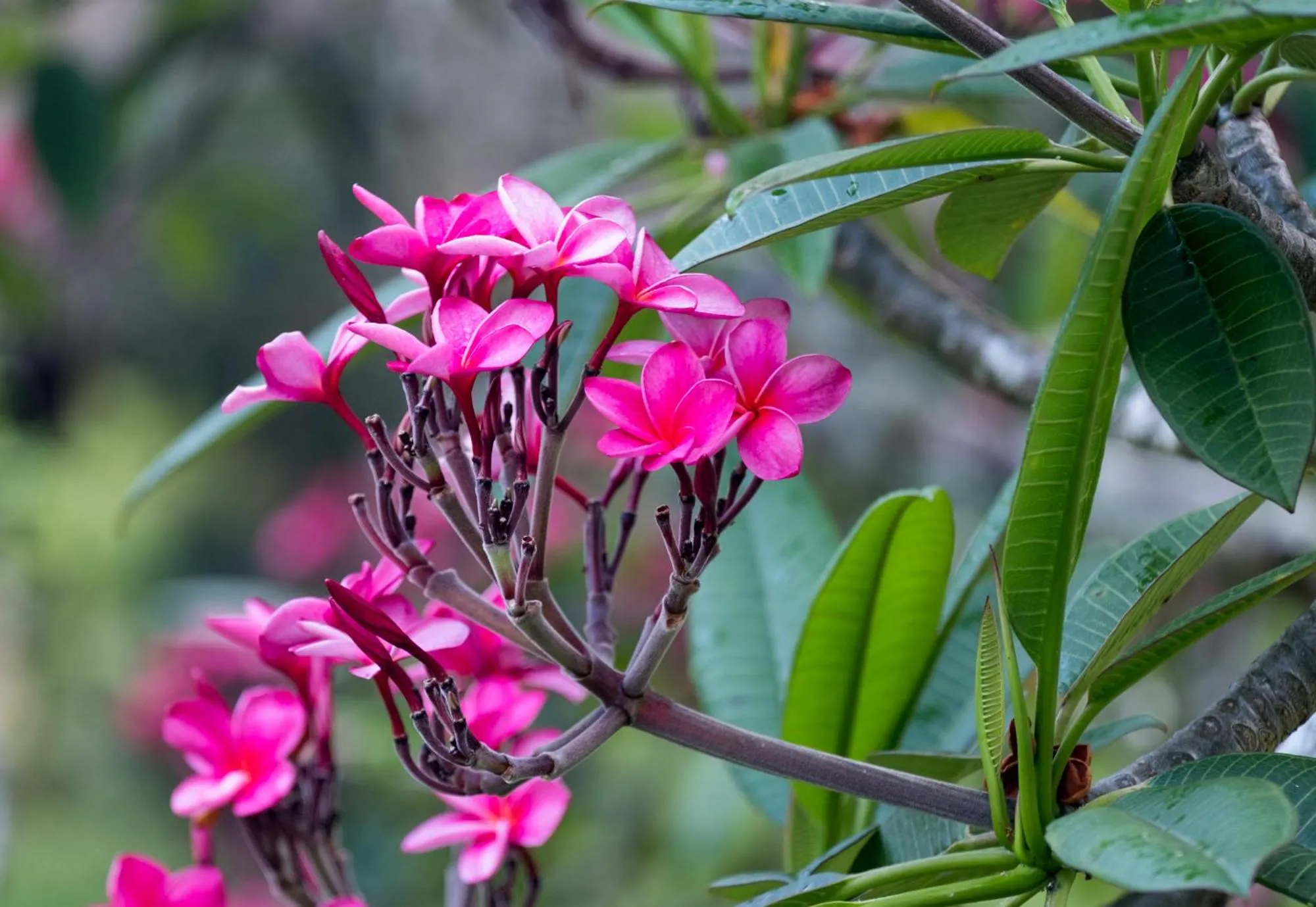 Garden in Bocawina Rainforest Resort