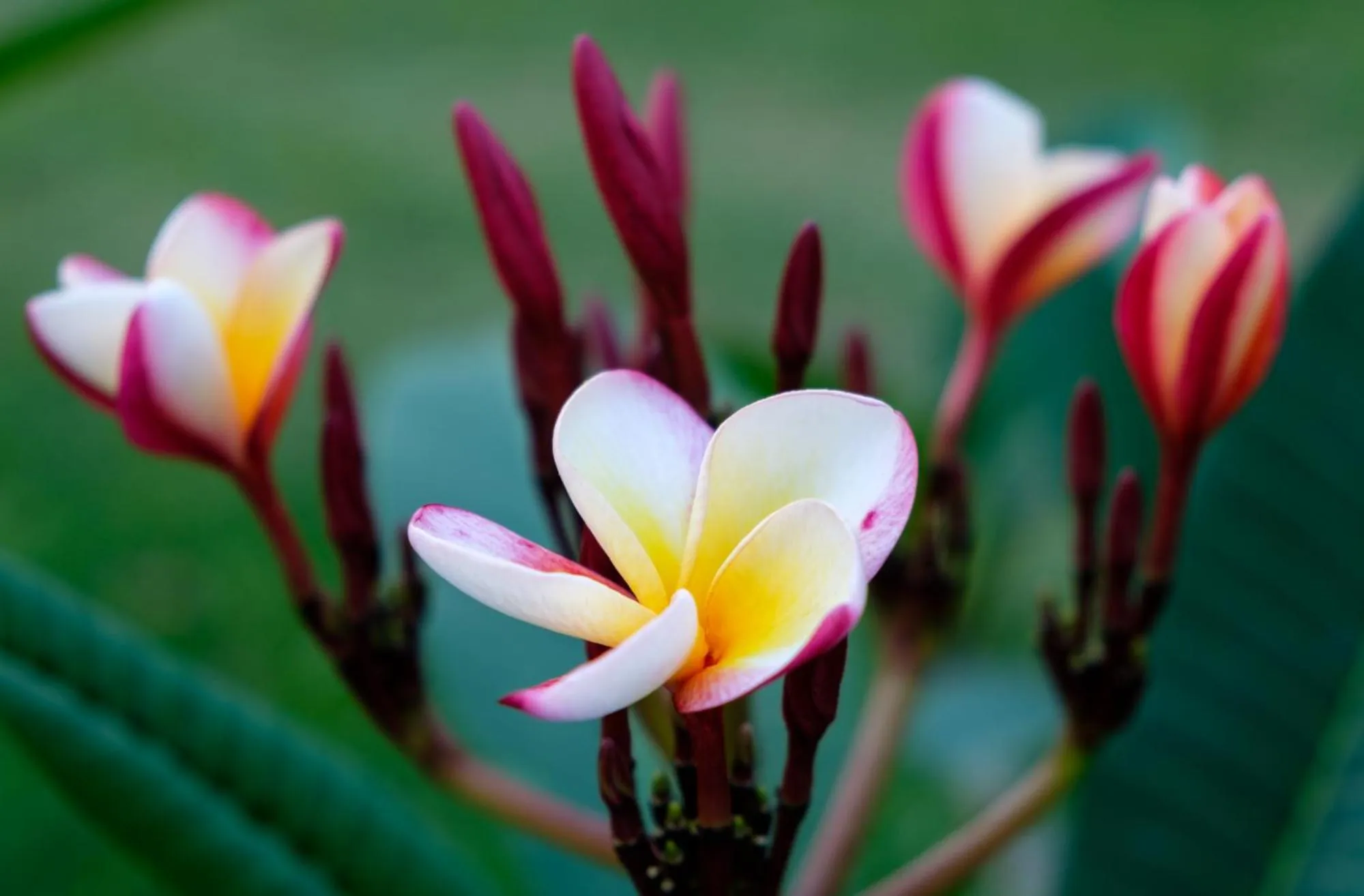Garden in Bocawina Rainforest Resort