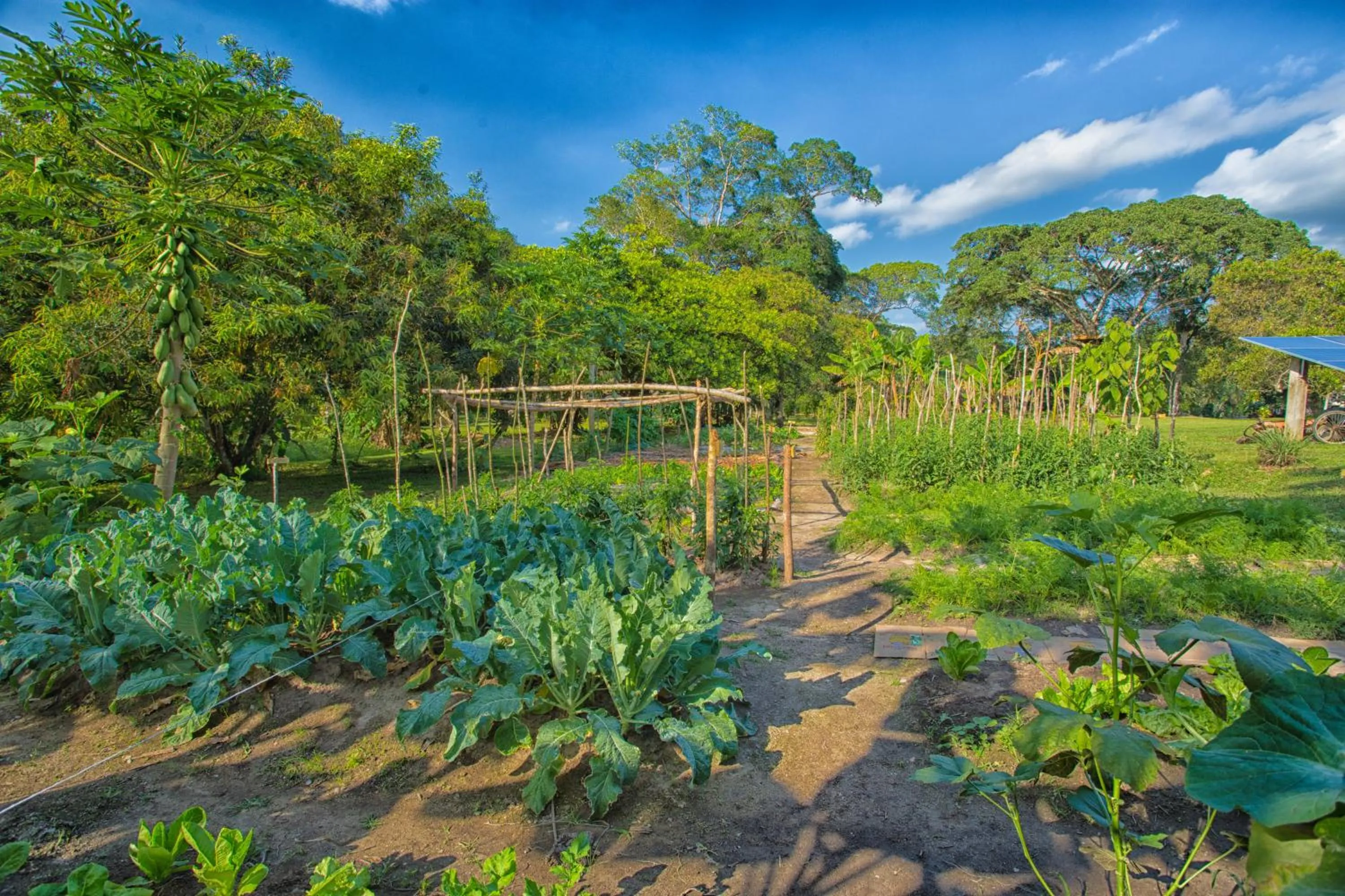 Garden in Bocawina Rainforest Resort