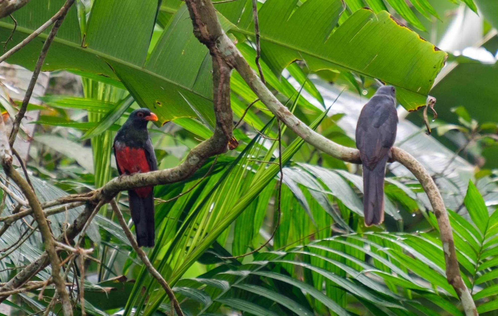Animals in Bocawina Rainforest Resort