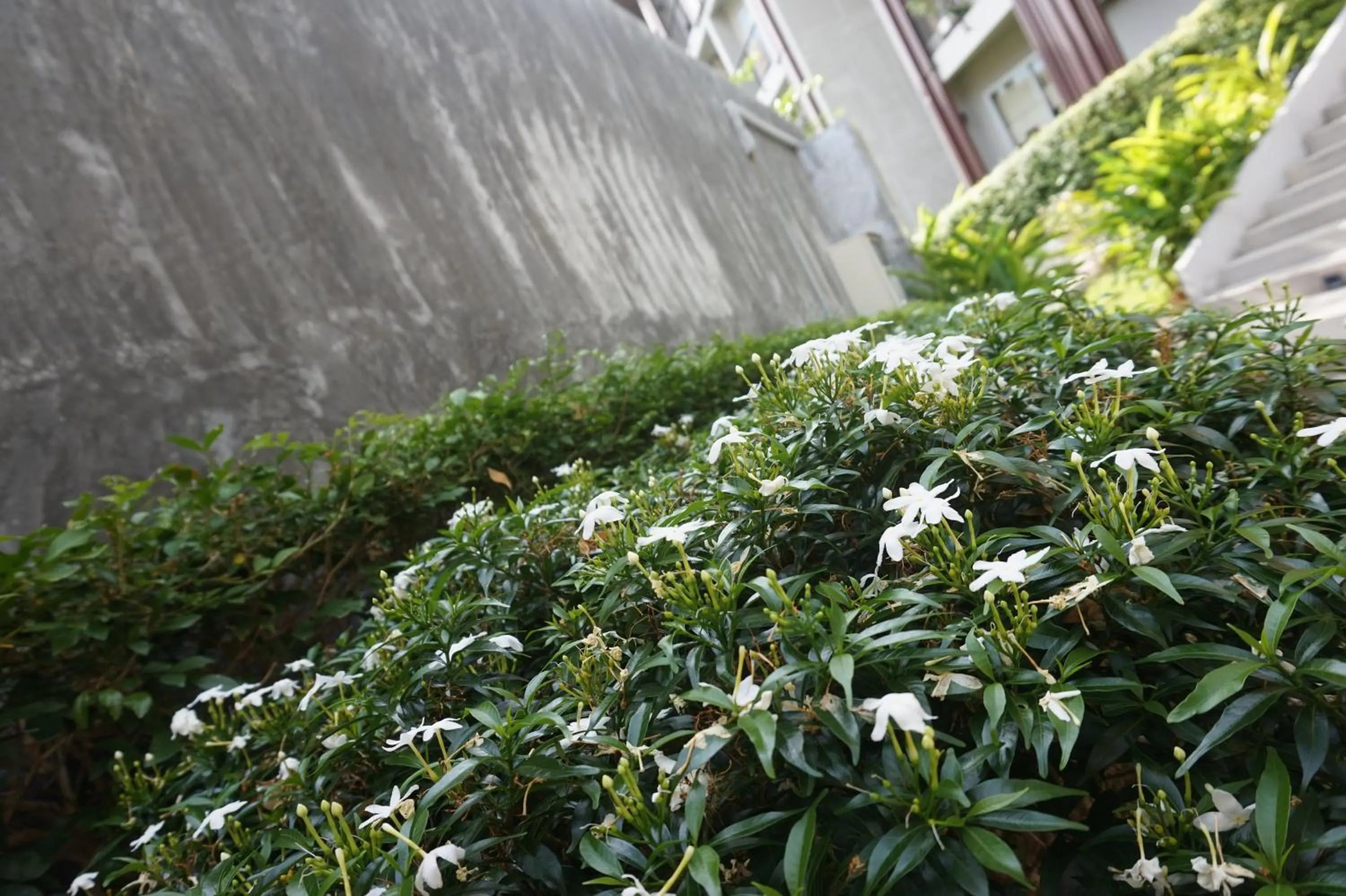 Spring in Replay Residences Samui