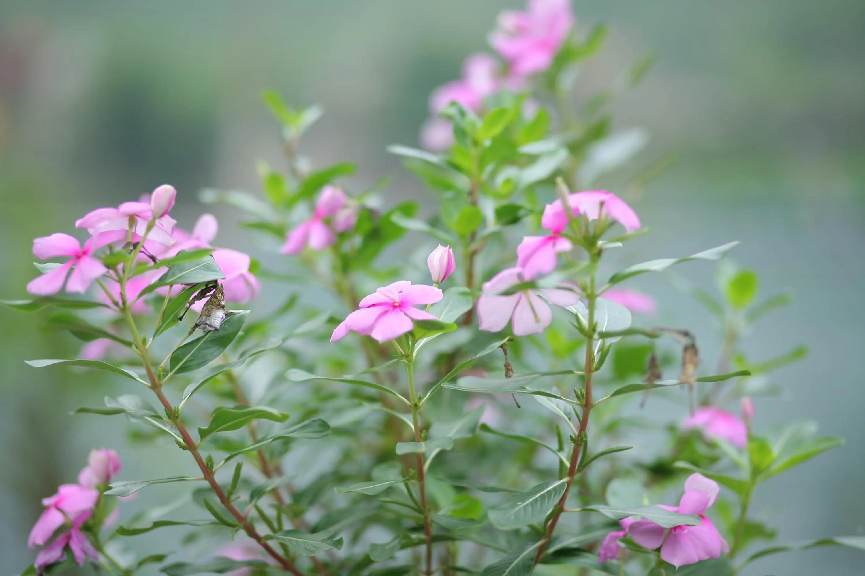 Garden in Restful River Bungalow