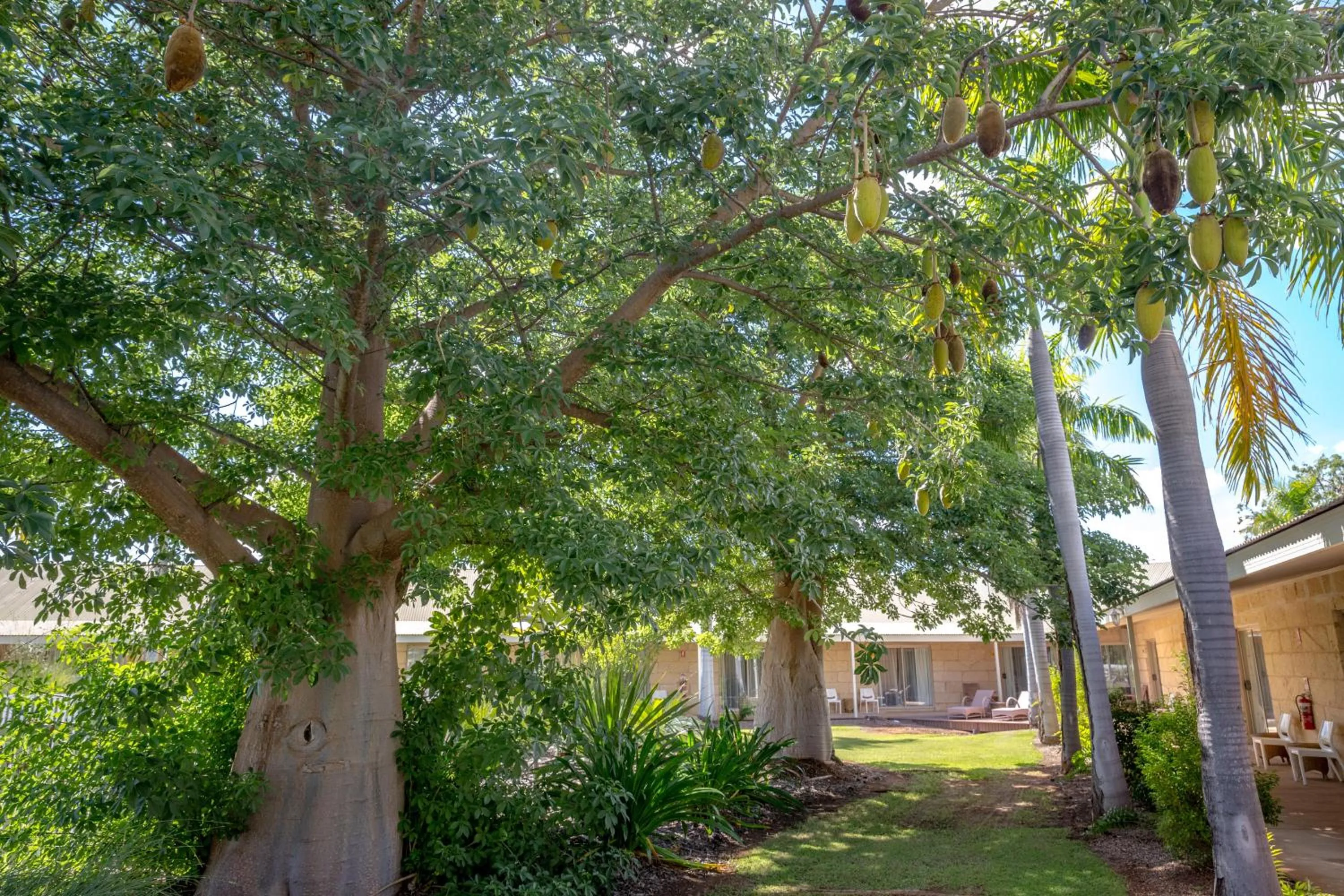 Garden in The Kimberley Grande Resort