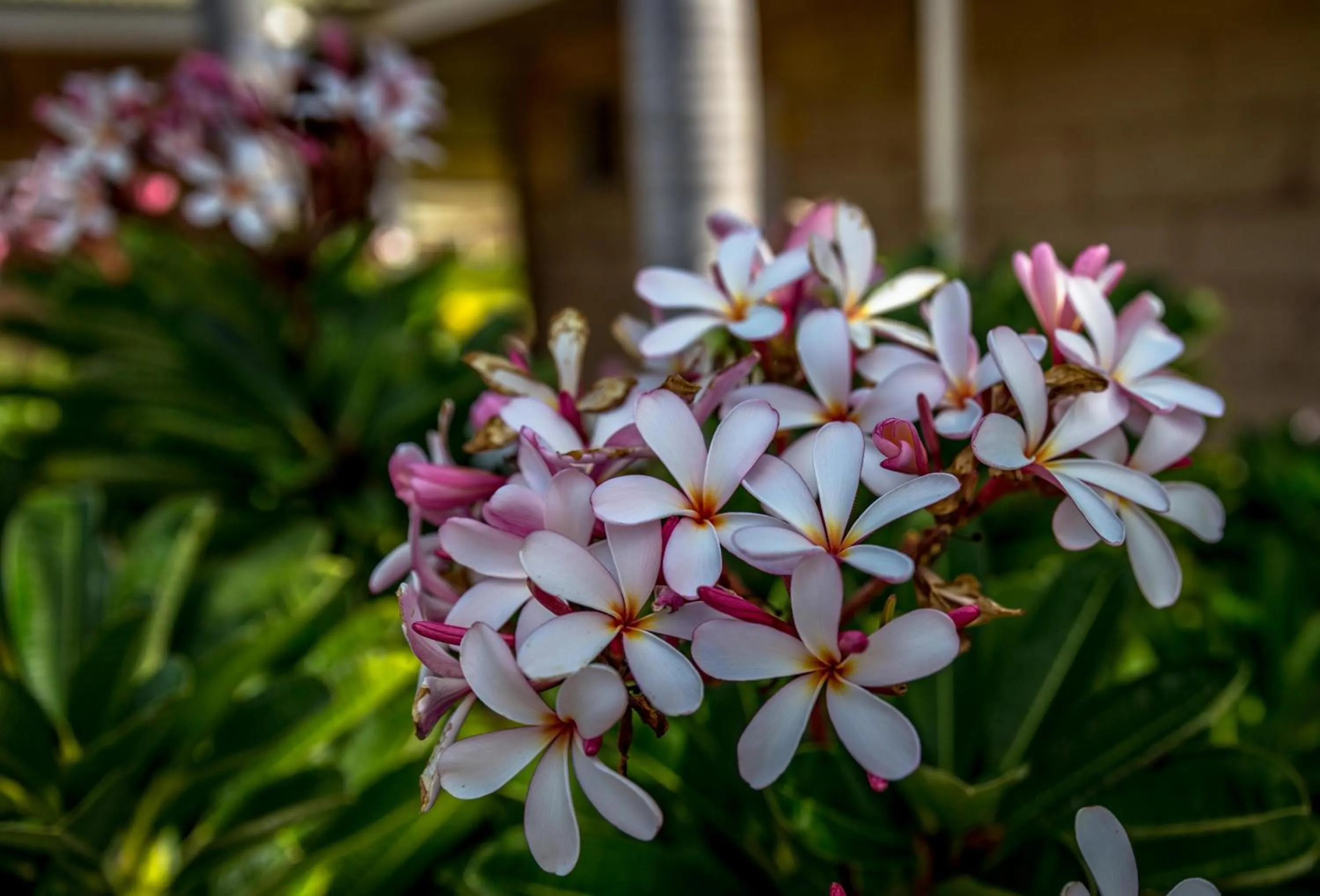 Garden in The Kimberley Grande Resort