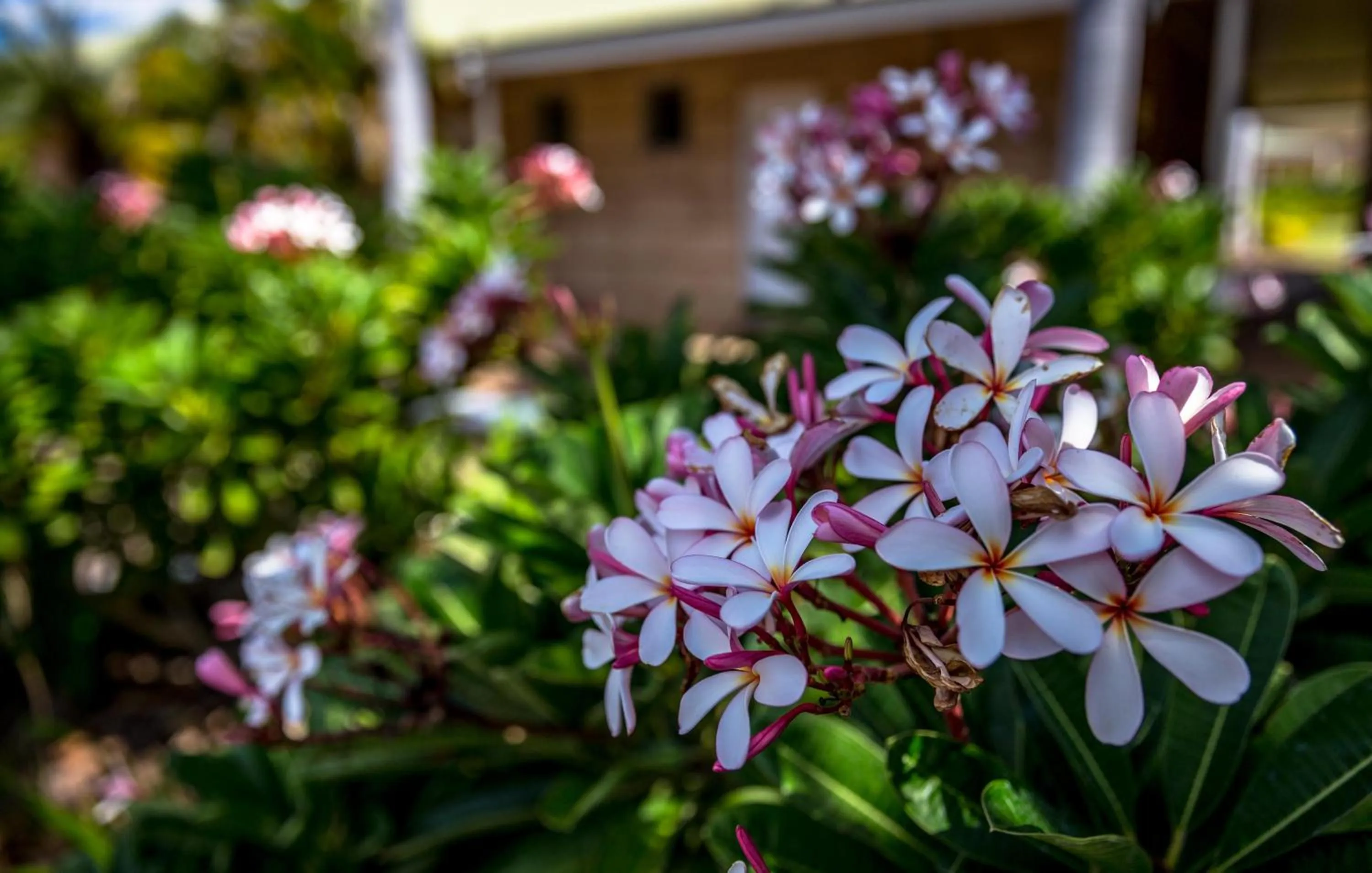 Garden view in The Kimberley Grande Resort