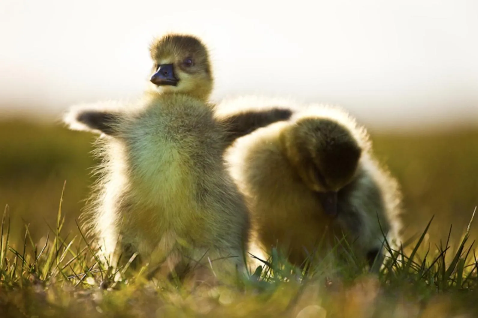 Animals in Guesthouse Storu-Laugar