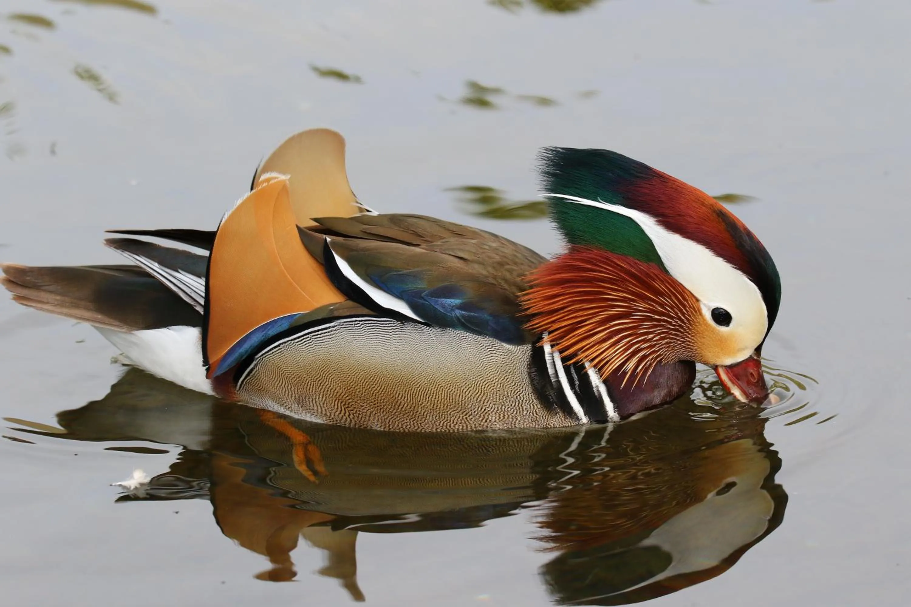 Animals in Guesthouse Storu-Laugar