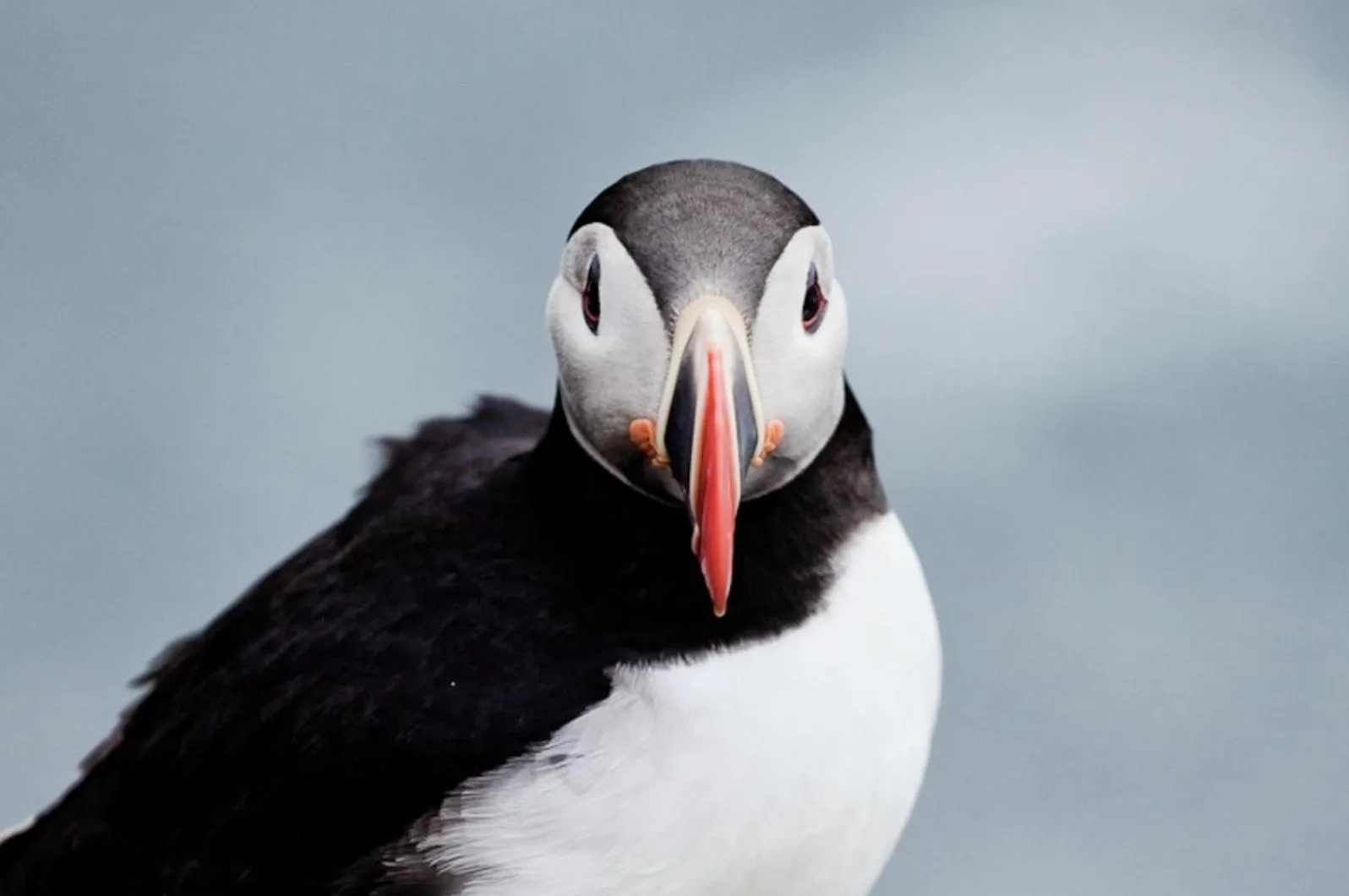 Animals in Guesthouse Storu-Laugar