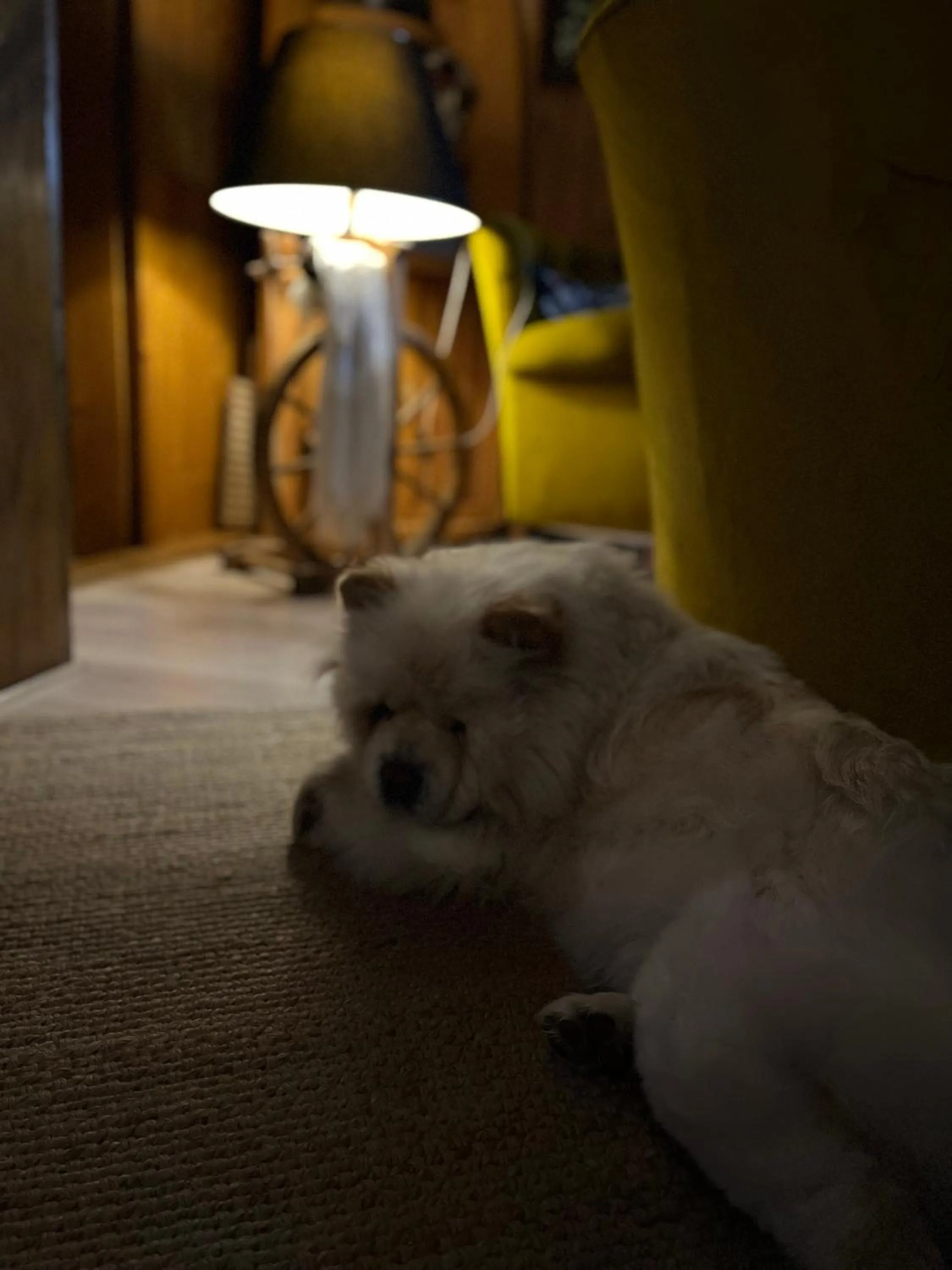 Pets in Marina Zakopane