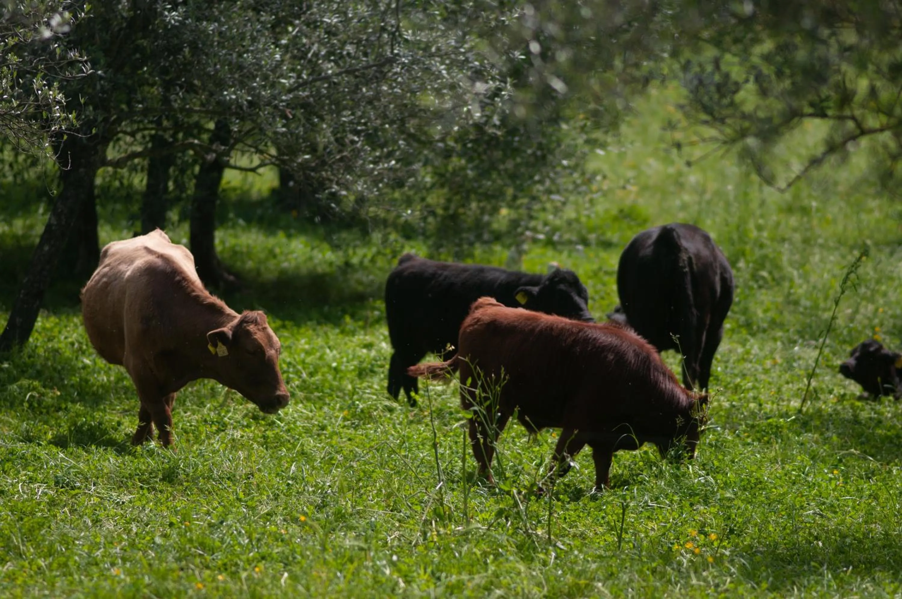 Entertainment in Fattoria di Maiano