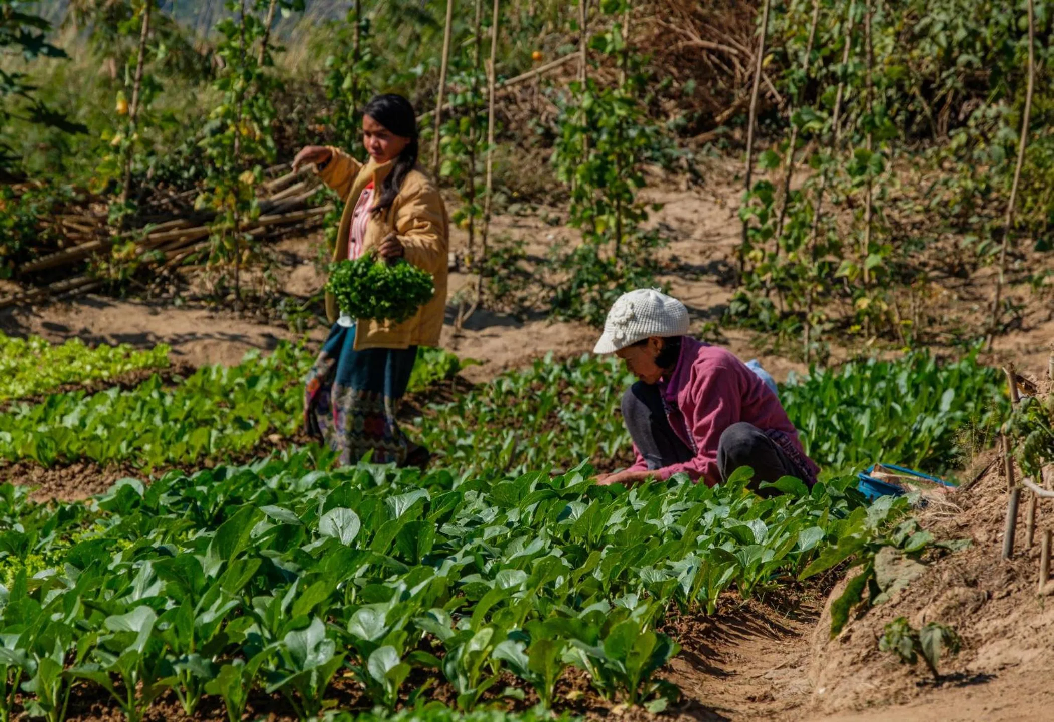 Garden in The Sanctuary Pakbeng Lodge