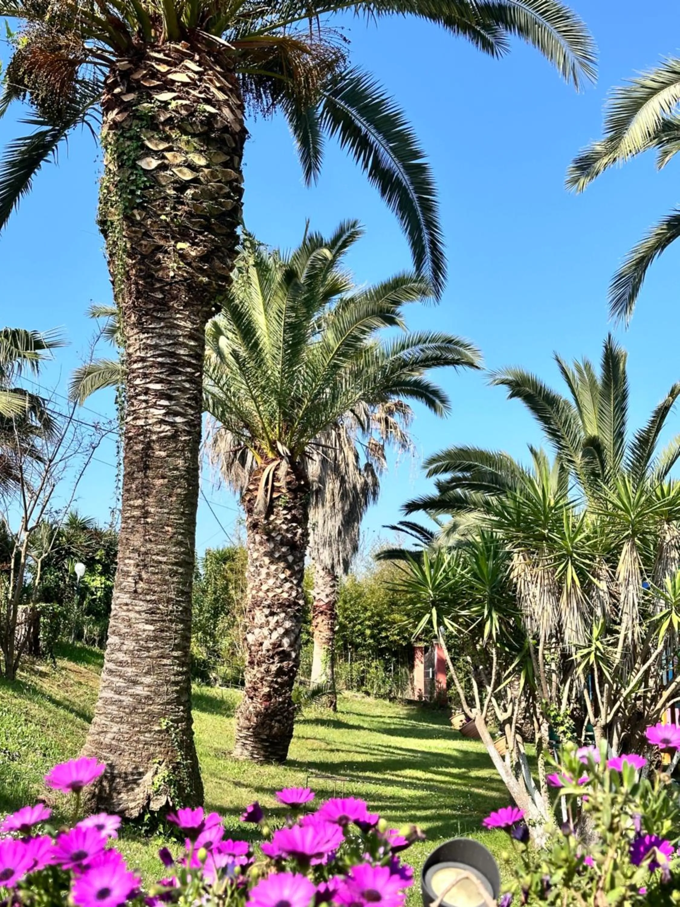 Garden in ABC Sweet Home