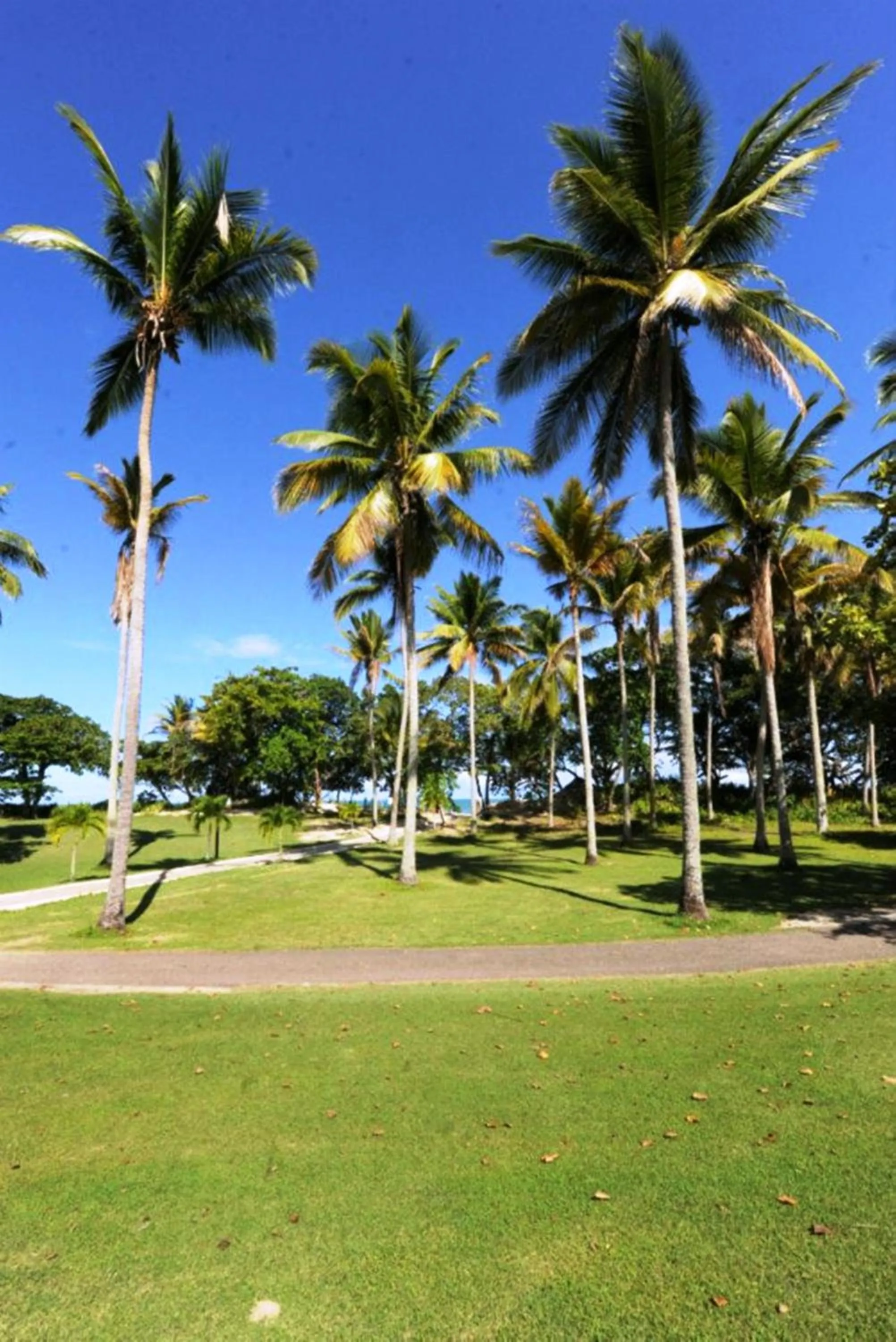 Garden in Blue JackTar