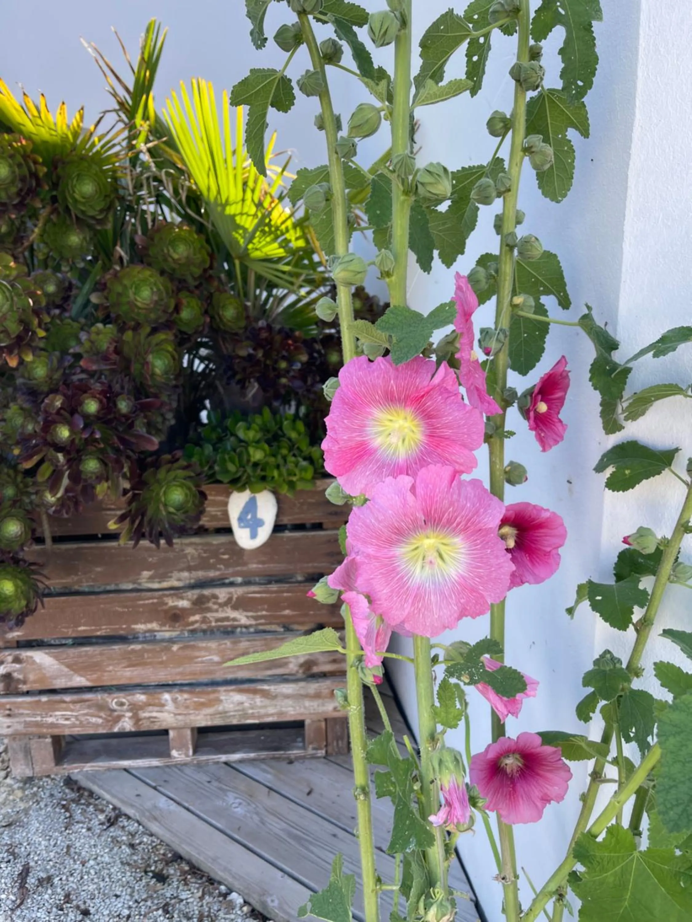 Garden in Clos des Aigrettes -6 Gîtes de charme et confort à 30m du Port de La Cotinière