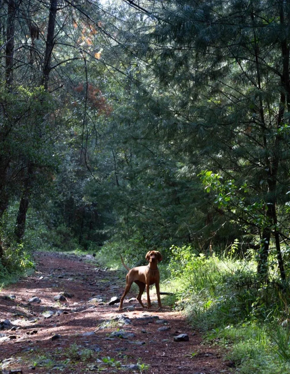 Pets in Hotel Rancho Viejo