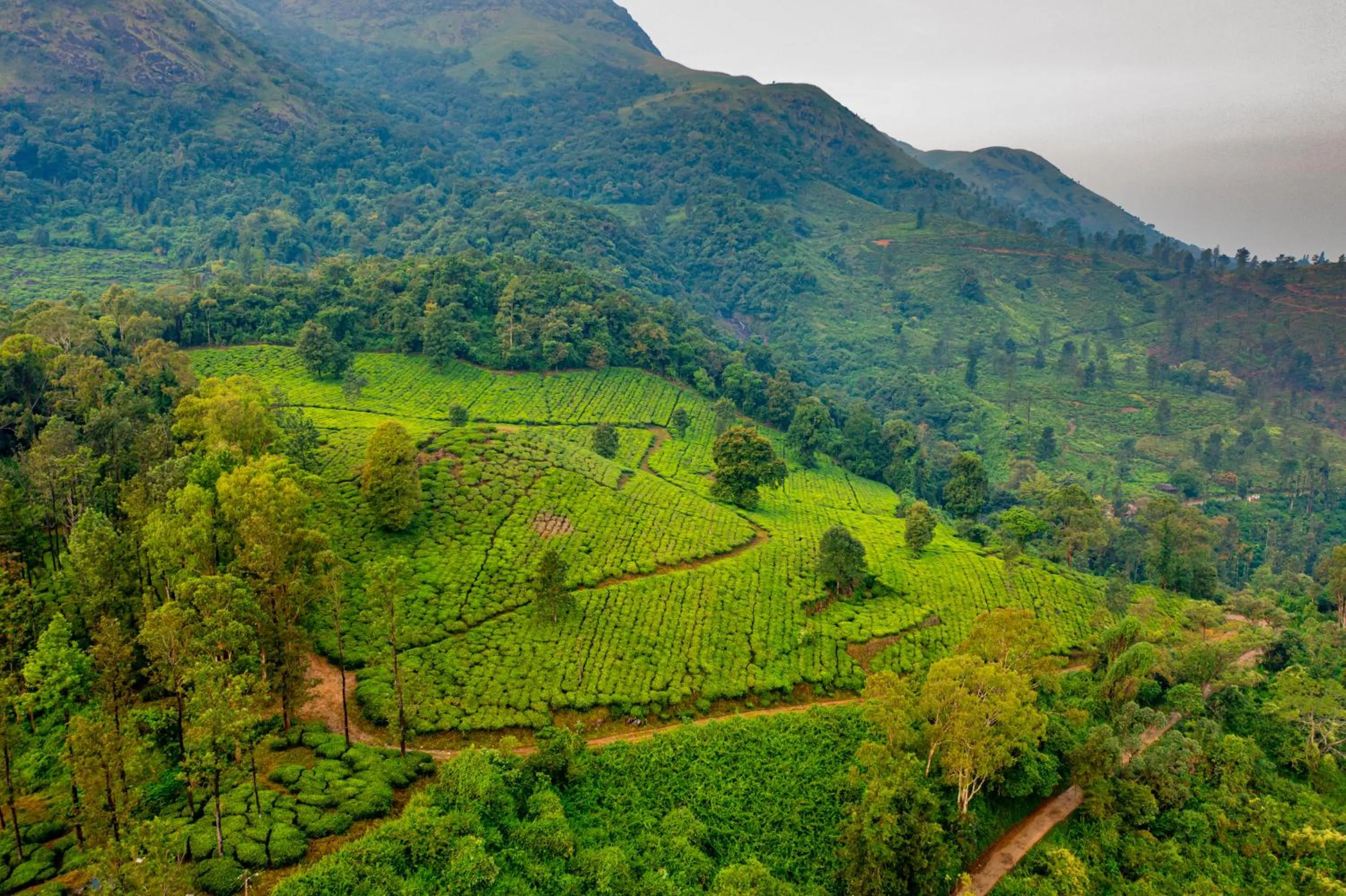 Natural landscape in Zostel Plus Wayanad