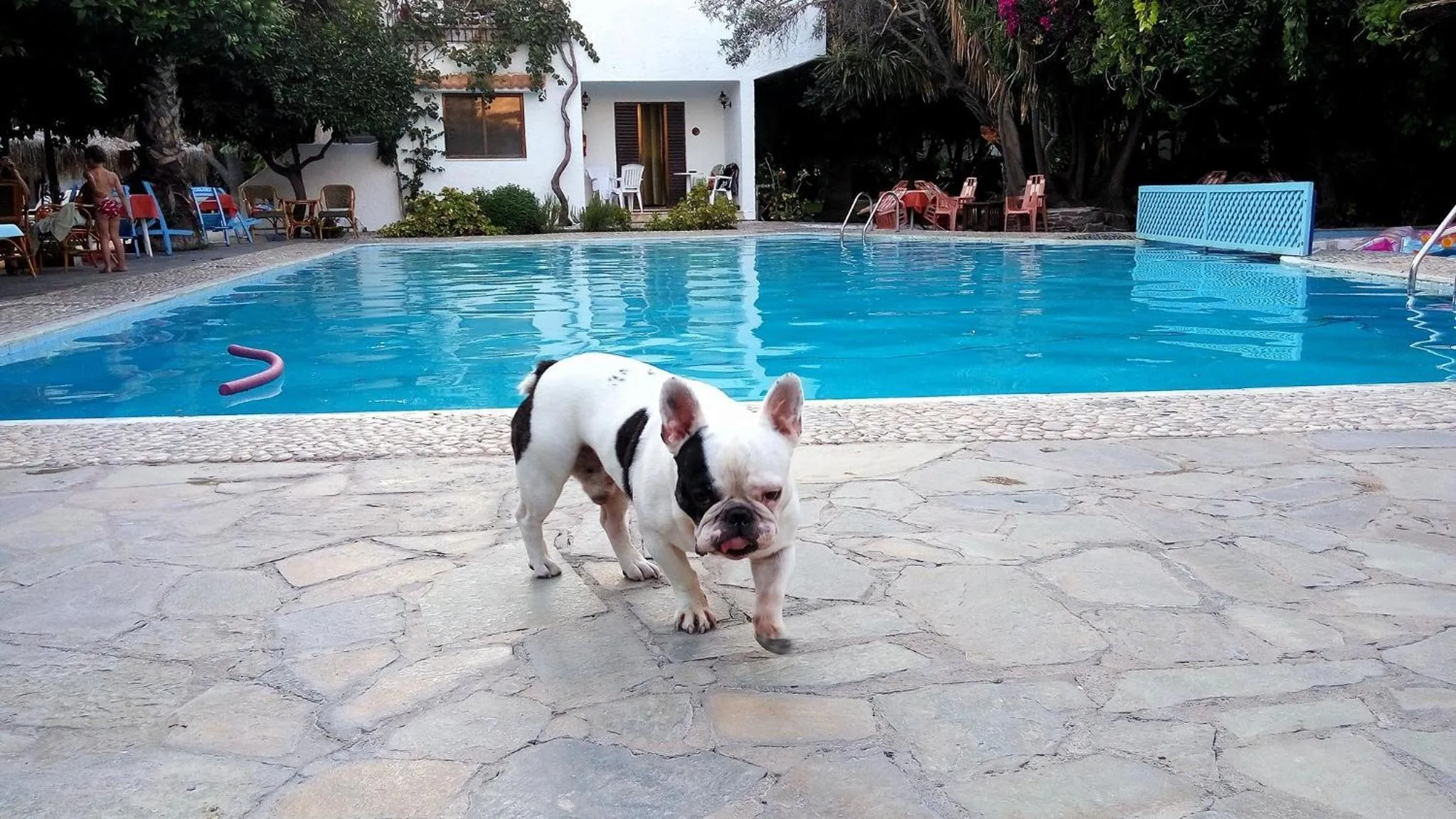 Pets in Oasis Hotel Bungalows Rhodes- All Inclusive