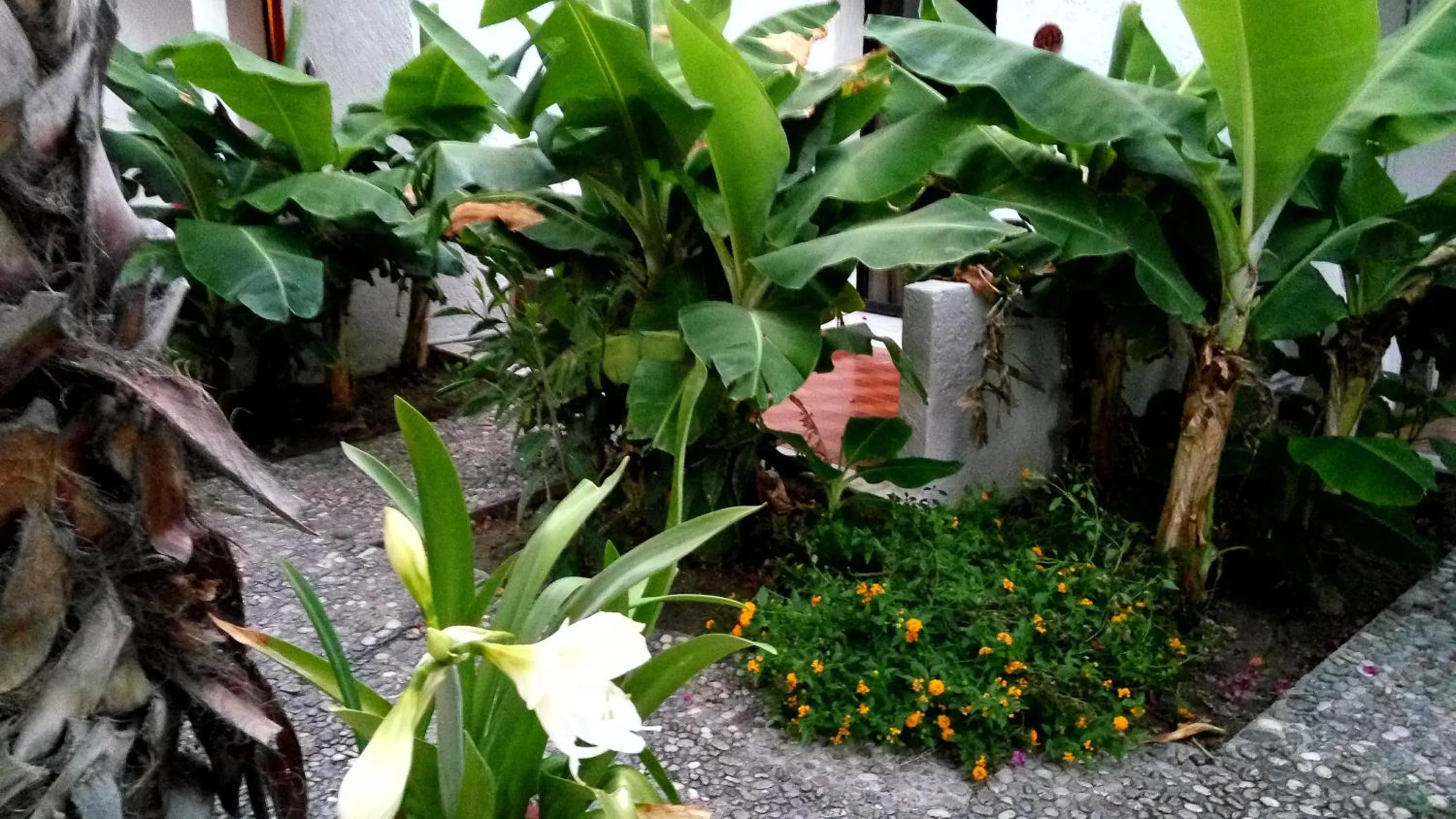 Garden in Oasis Hotel Bungalows Rhodes- All Inclusive