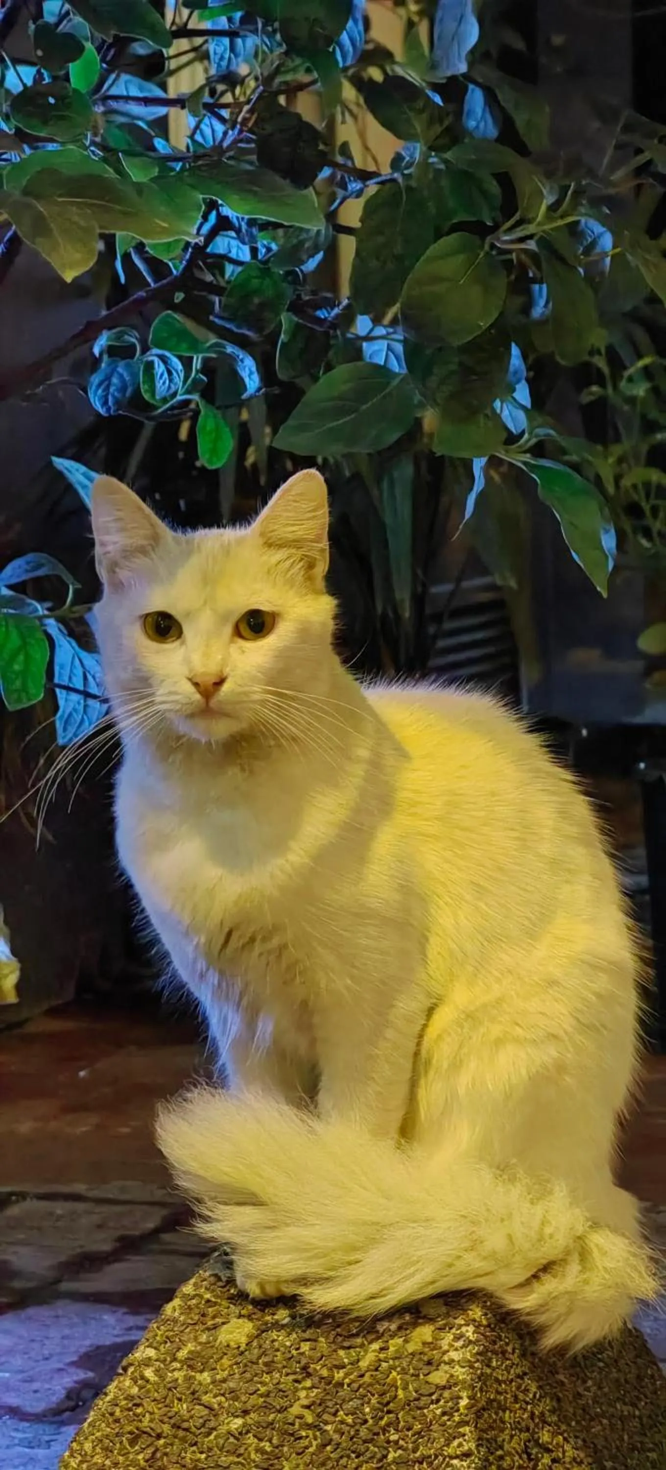 Animals in taksim diamond hotel