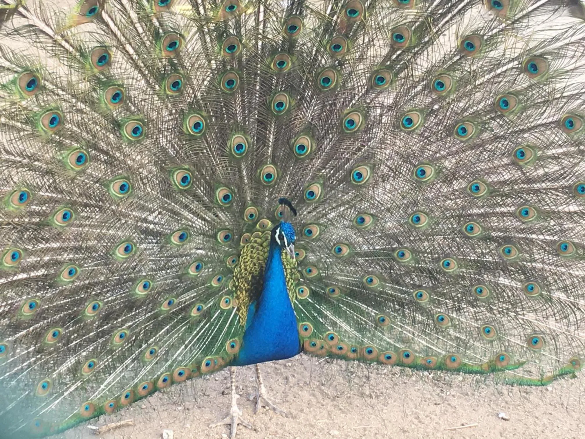 Animals in Posada Rural SPA Granja LA TEJERA de Lozoya