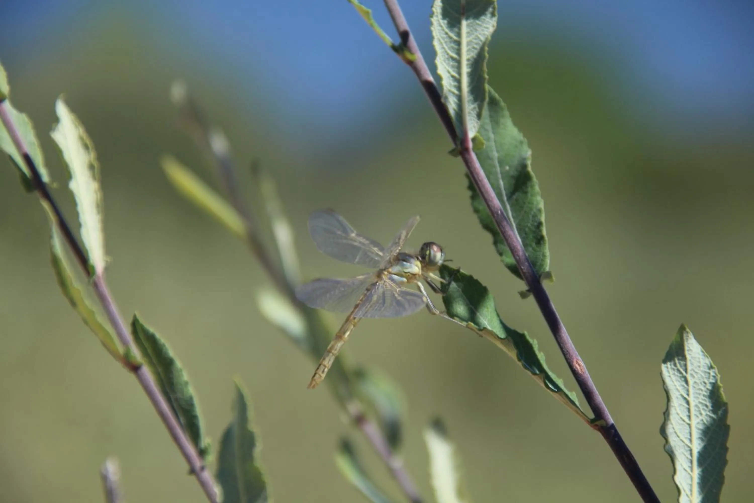 Property building in Posada Rural SPA Granja LA TEJERA de Lozoya