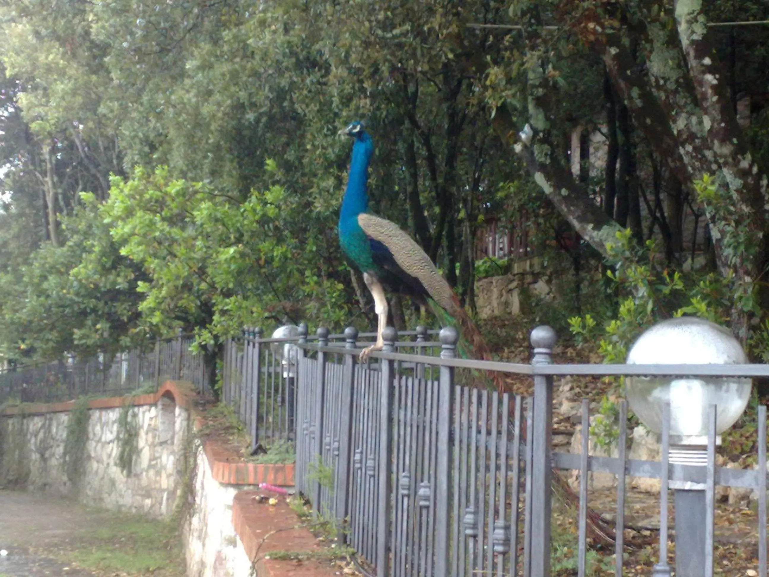 Garden in B&B Spring