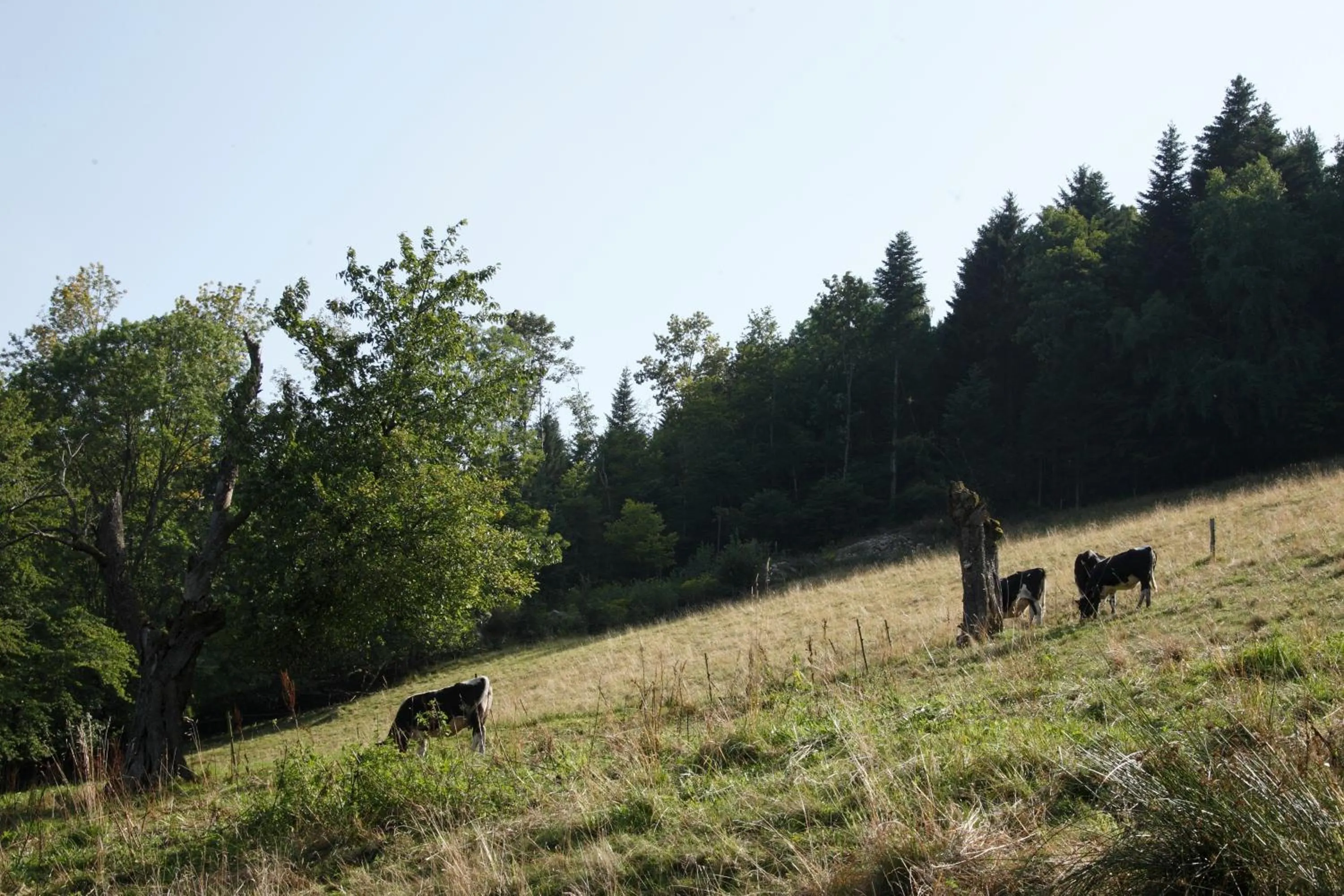 Mountain view in Le Bouton d'Or
