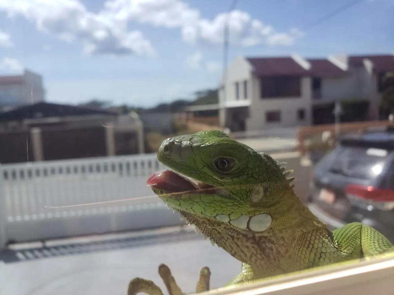 Animals in Hotel RH Boutique Aruba