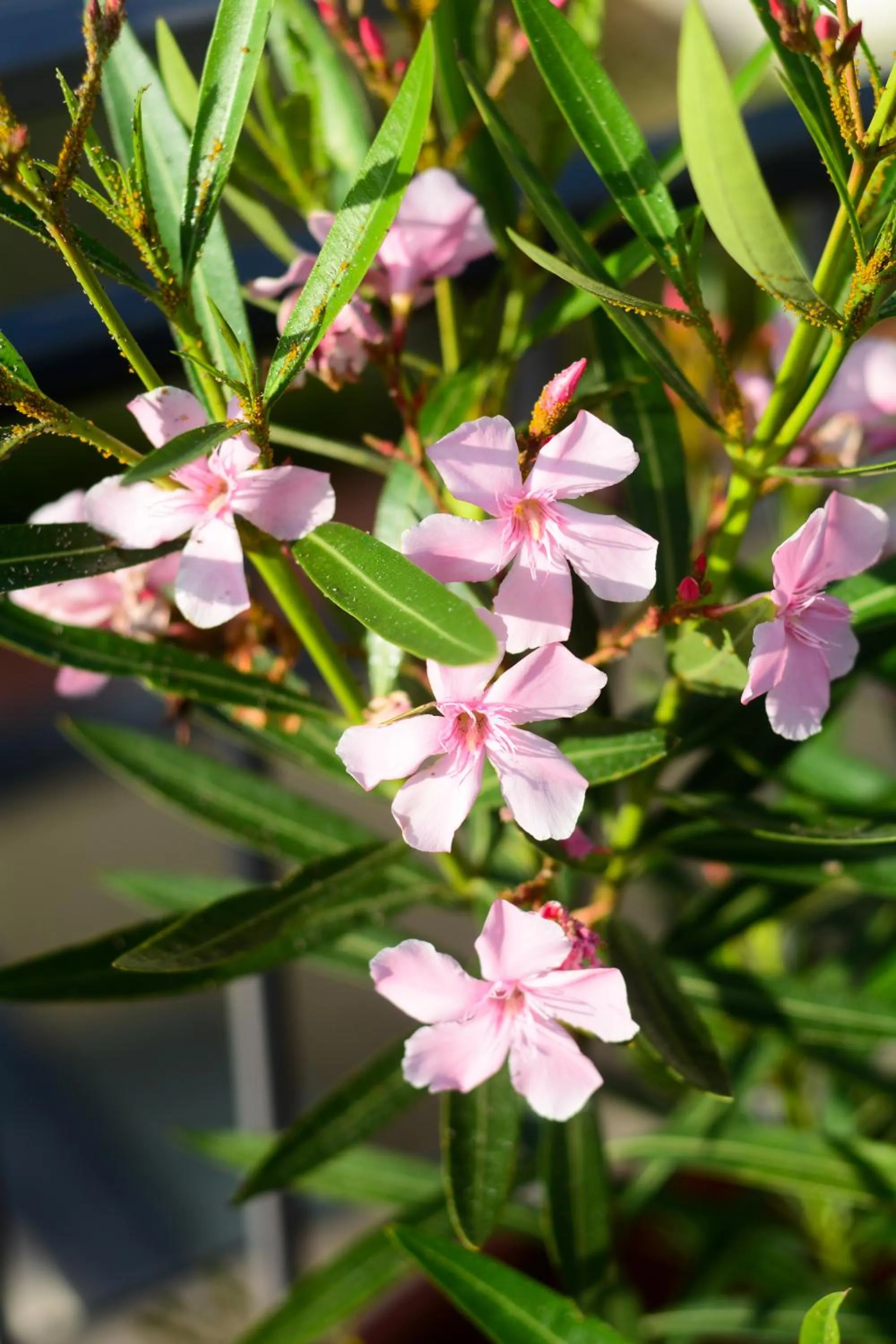 Garden in Villa Gelsomino Garden