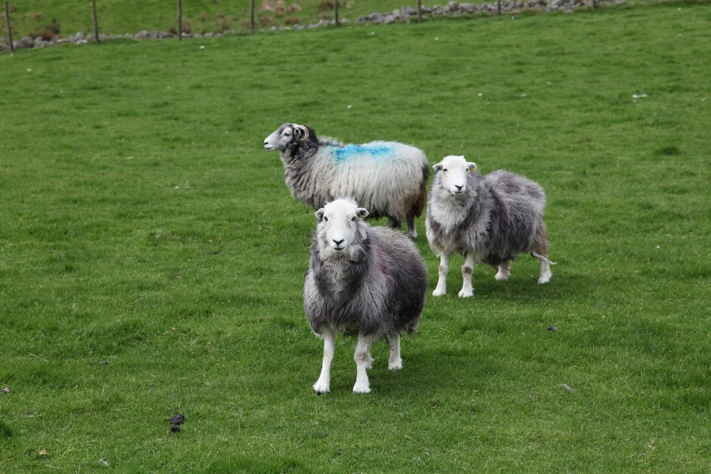 Spring in Kirkwood Guest House